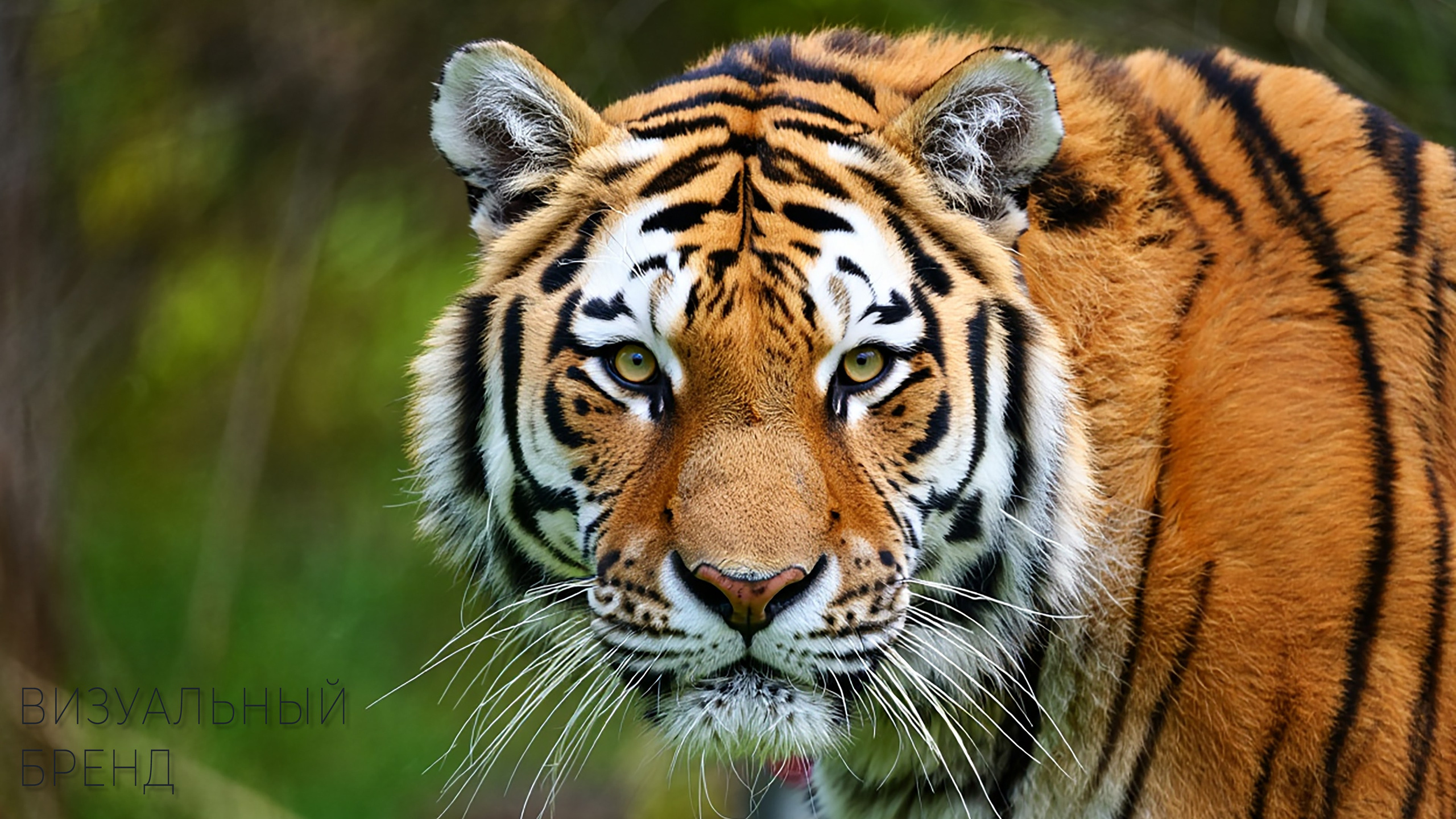 Фотопродакшн в Москве — предметная, интерьерная, рекламная | TrendFrame. Видеопродакшн в Москве — рекламные и корпоративные видео | TrendFrame