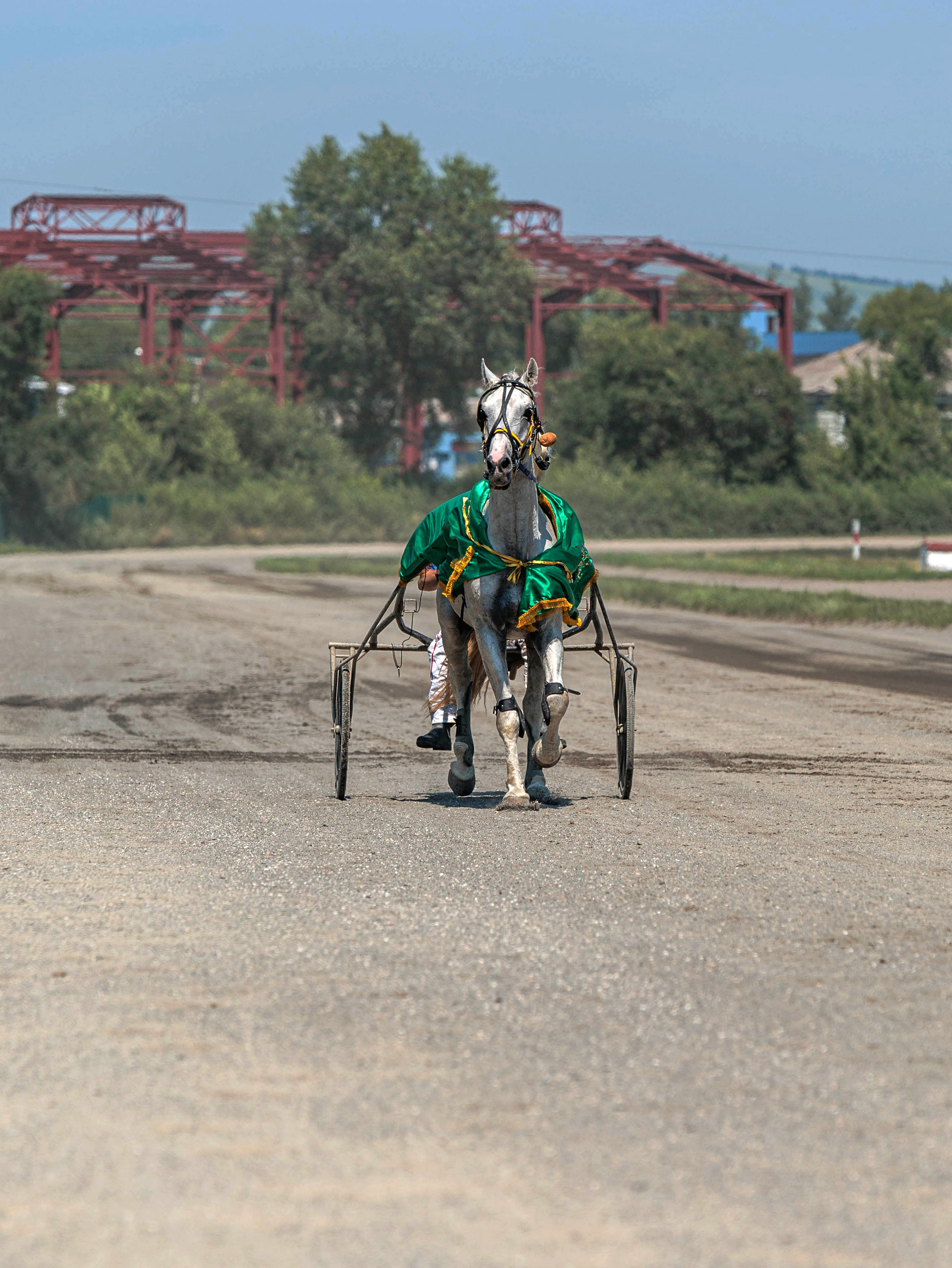 Зарисовки Абаканский ипподром 2025. Конный фотограф в Красноярске — Любовь Похабова