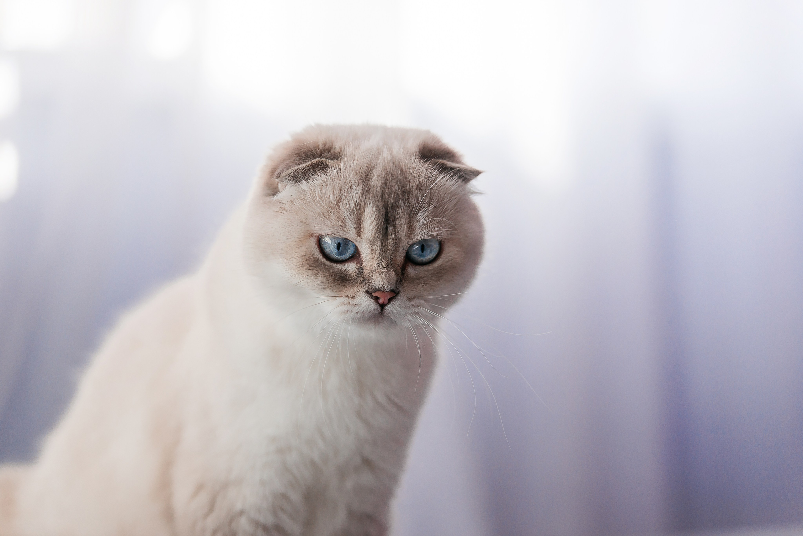 Питомец в кадре. Фотограф-анималист Анастасия Парфенова|Екатеринбург