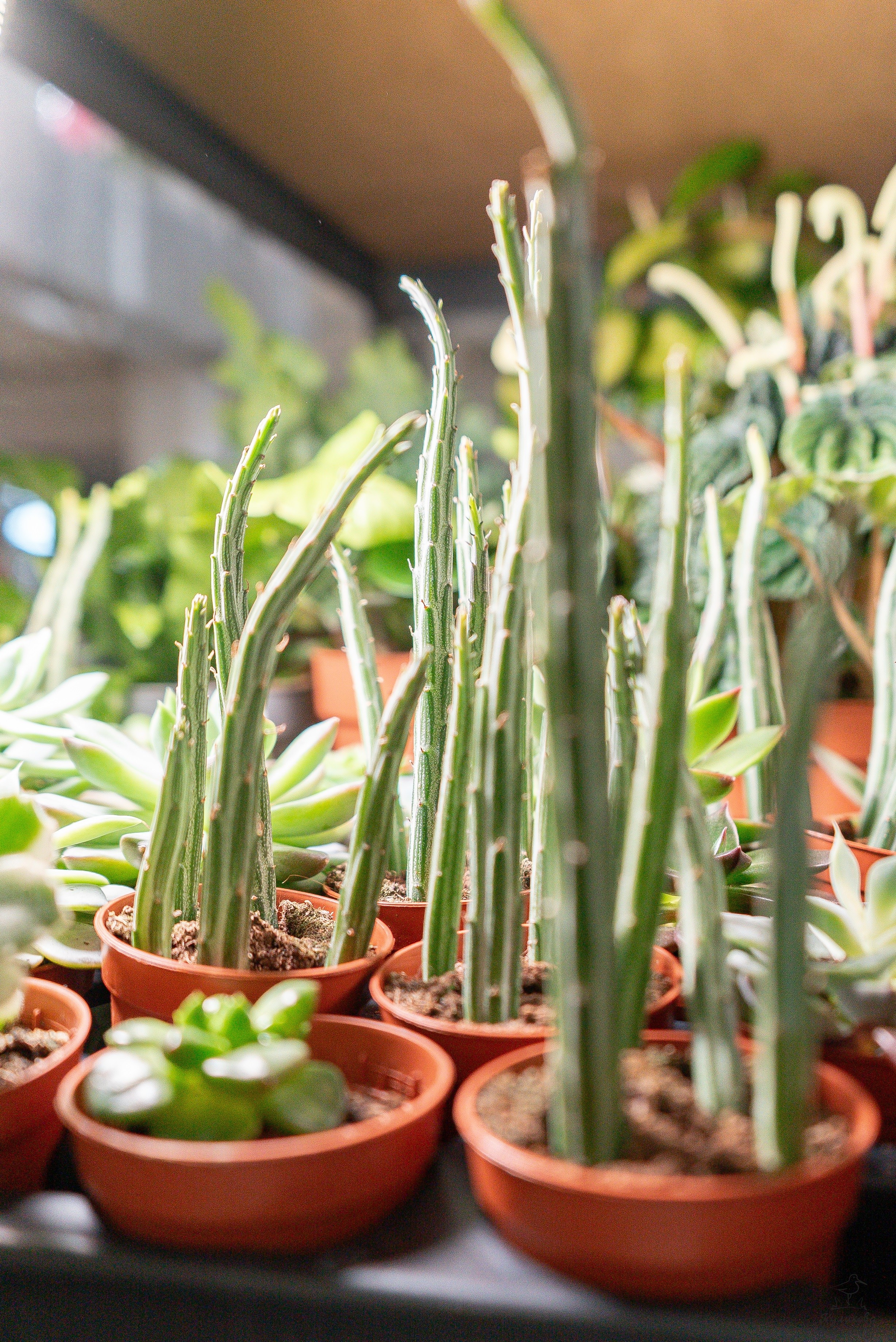Гроубокс Артплей апрель. Александра Куликова фотограф, Москва