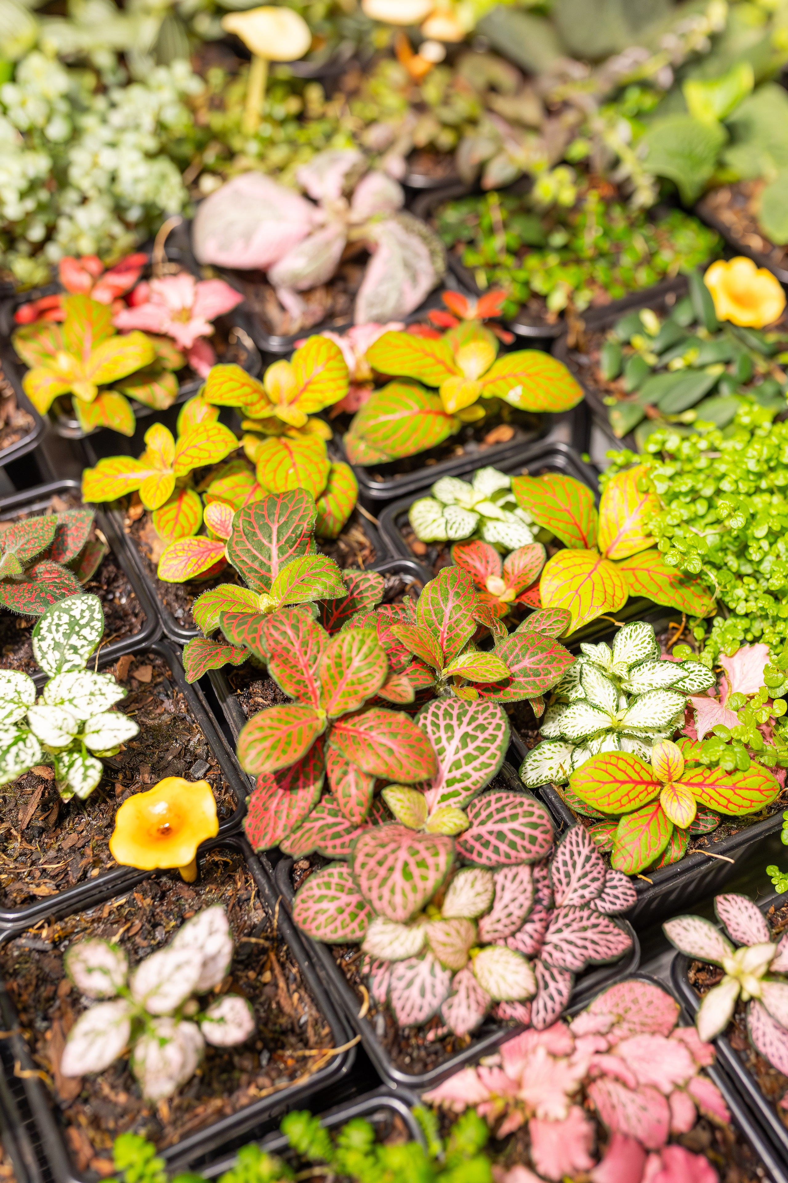 Монстериум апрель 2026. Александра Куликова фотограф, Москва