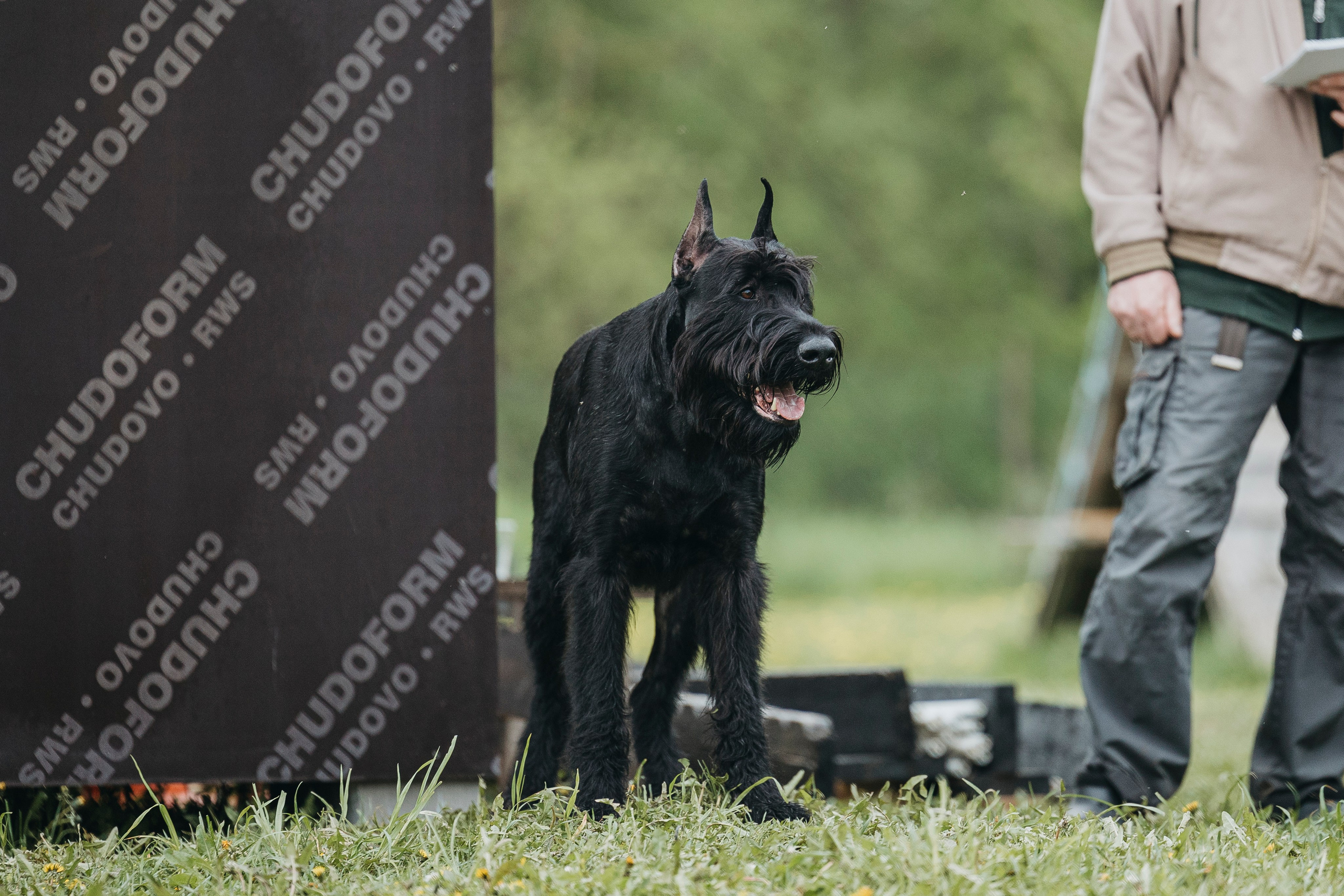 26.05.25 г. Пушкин квалификационные соревнования. Фотограф-анималист Анна Маринич