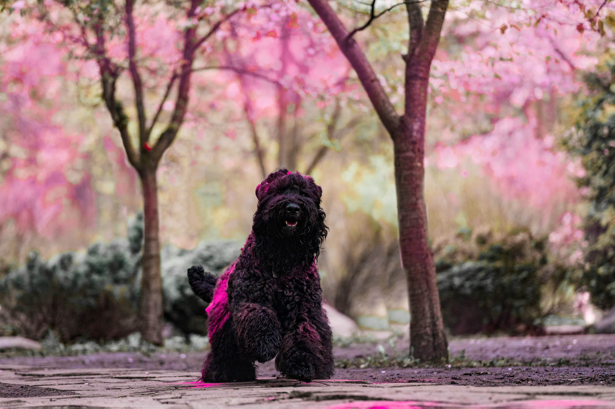 Черныши, сакура и краски холи. Фотограф-анималист