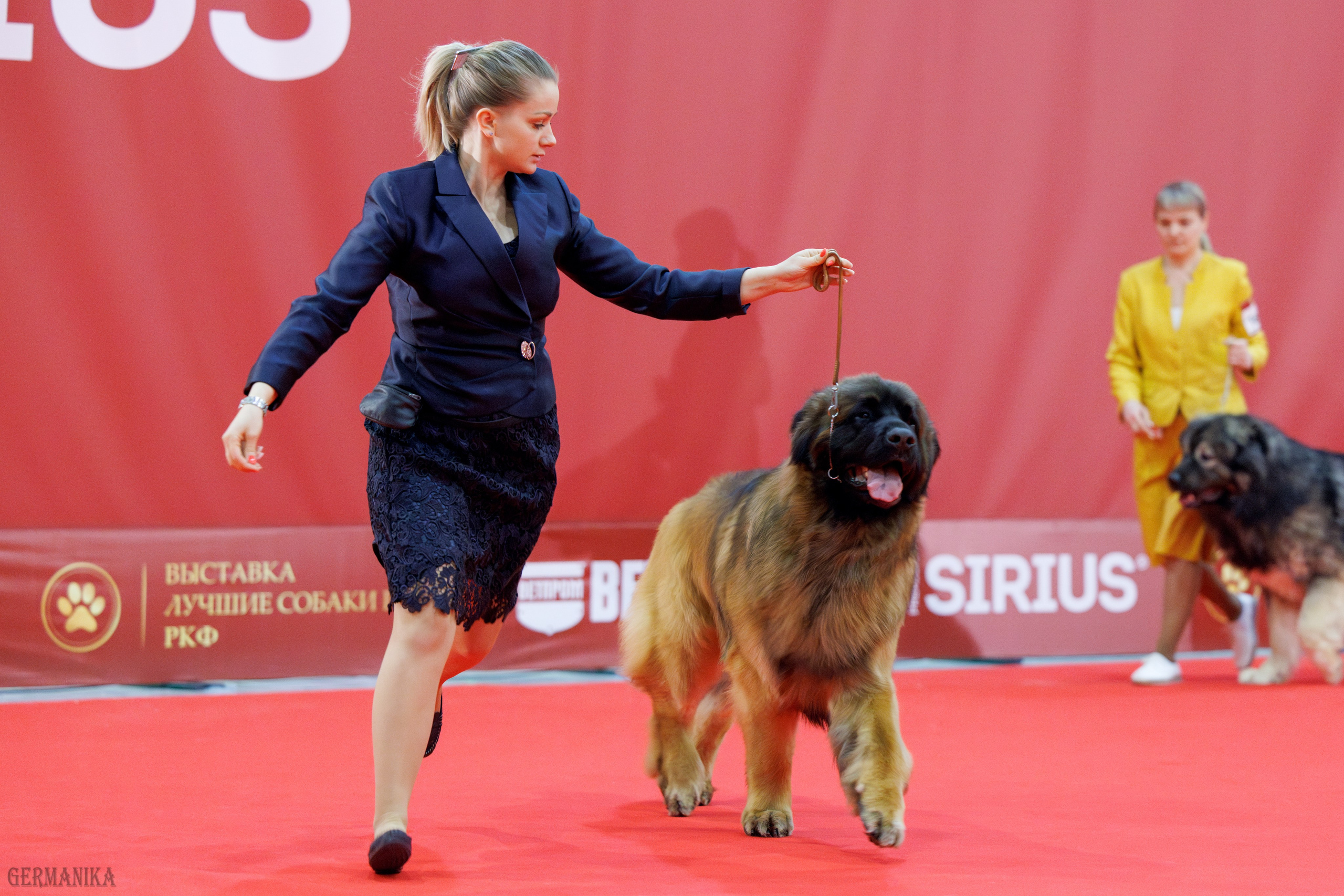 Лучшие Собаки России 17-18.02.2024. Фотограф-анималист Юлия Германика