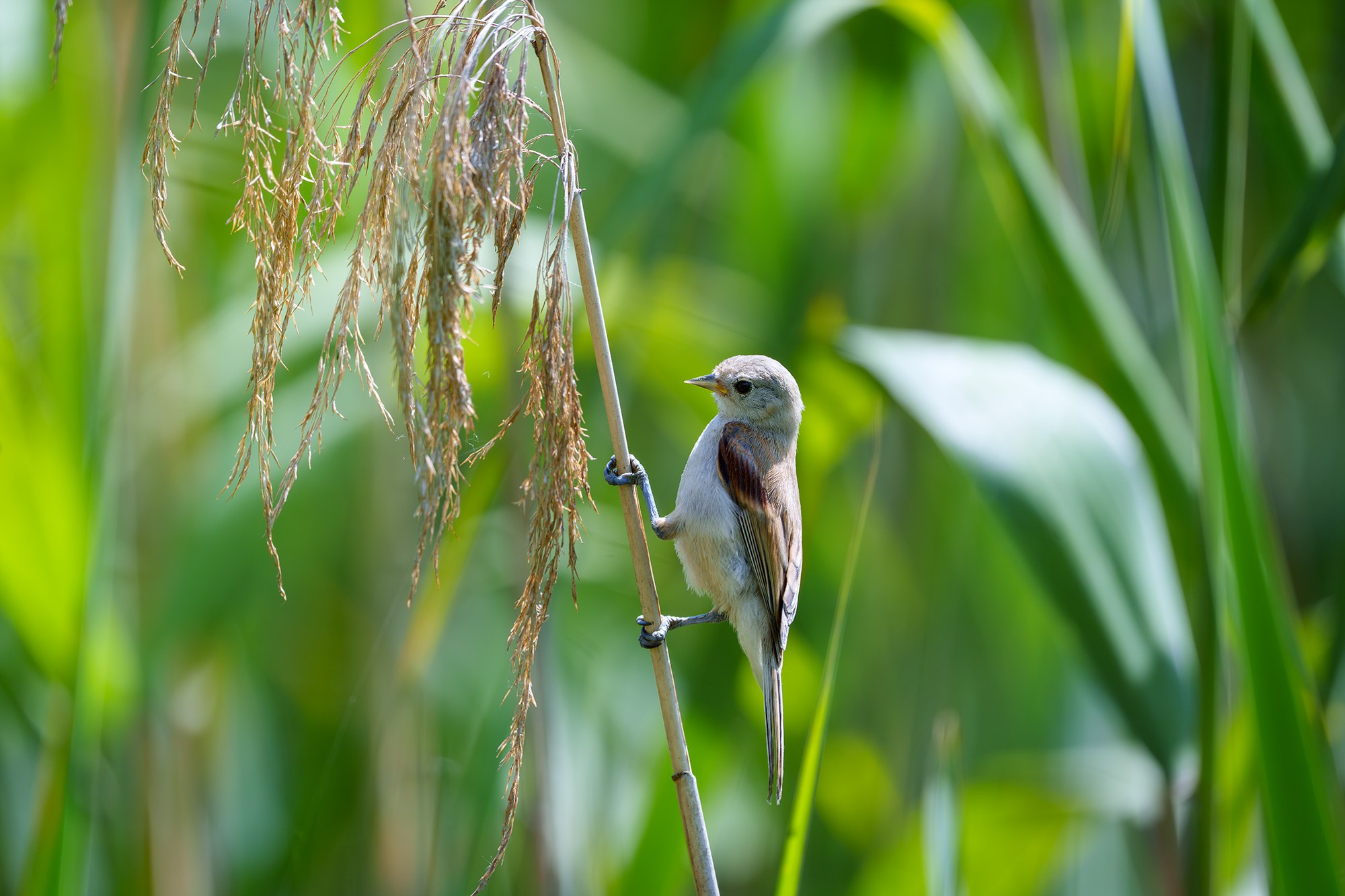 Удивительные мир птиц. Вокруг нас столько прекрасного — присмотритесь!. Ваш личный фотограф Марина Волкова