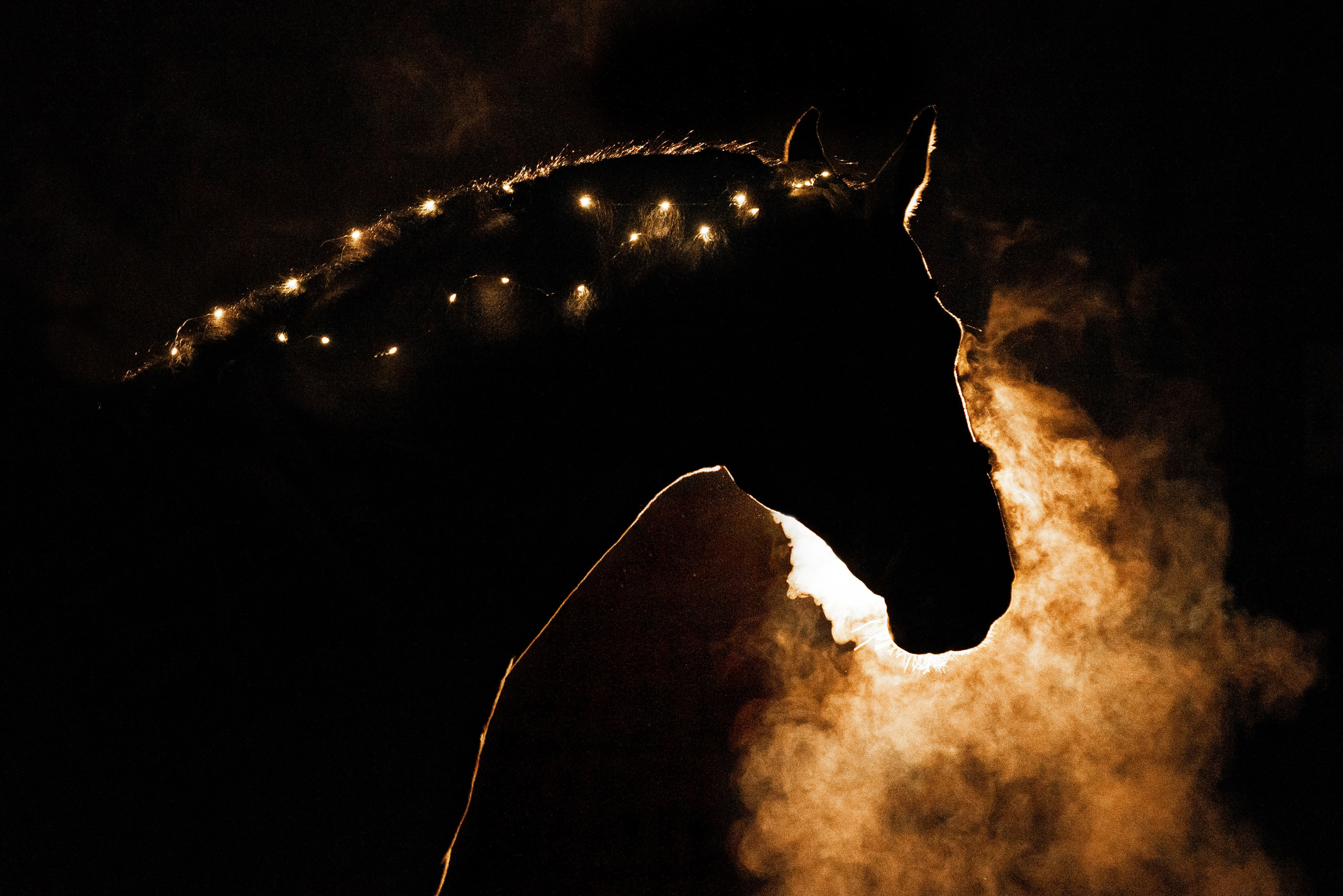 HORSIO Halloween. Конный фотограф Куракина Дарья • Фотосессии с лошадьми