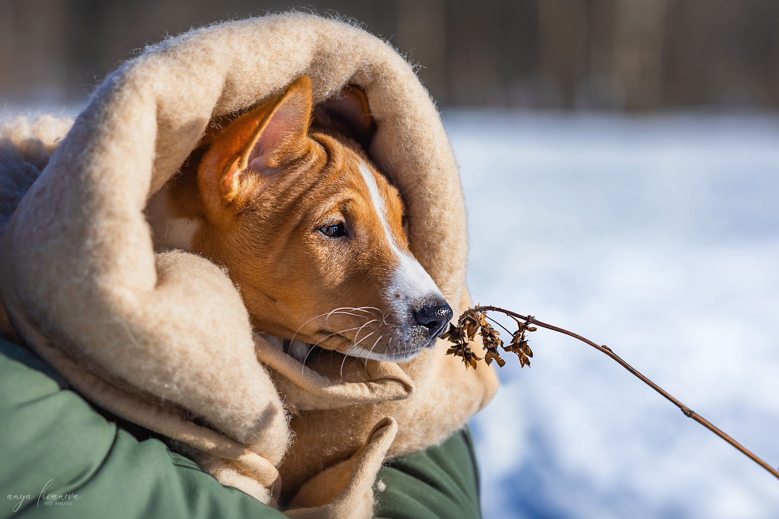 Балу. Фотограф анималист Аня Ливанова | Рыбинск