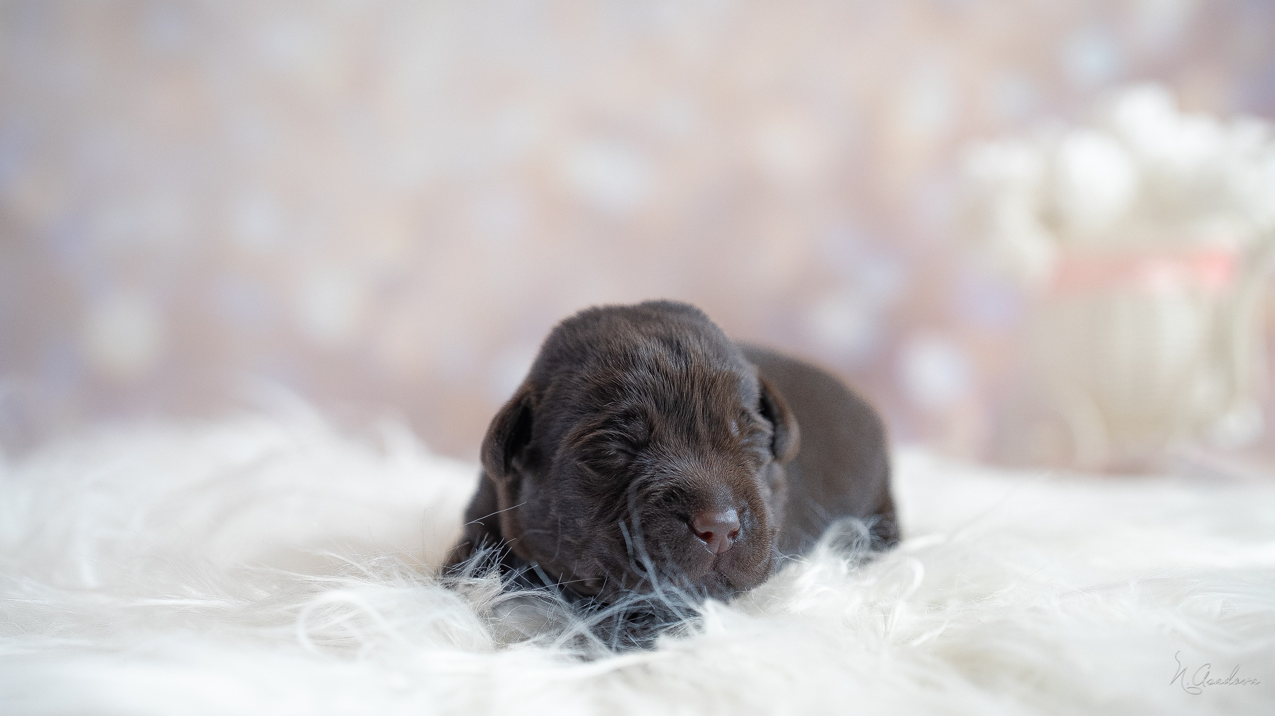 Новорожденные лабрадоры. Фотограф-анималист Асадова