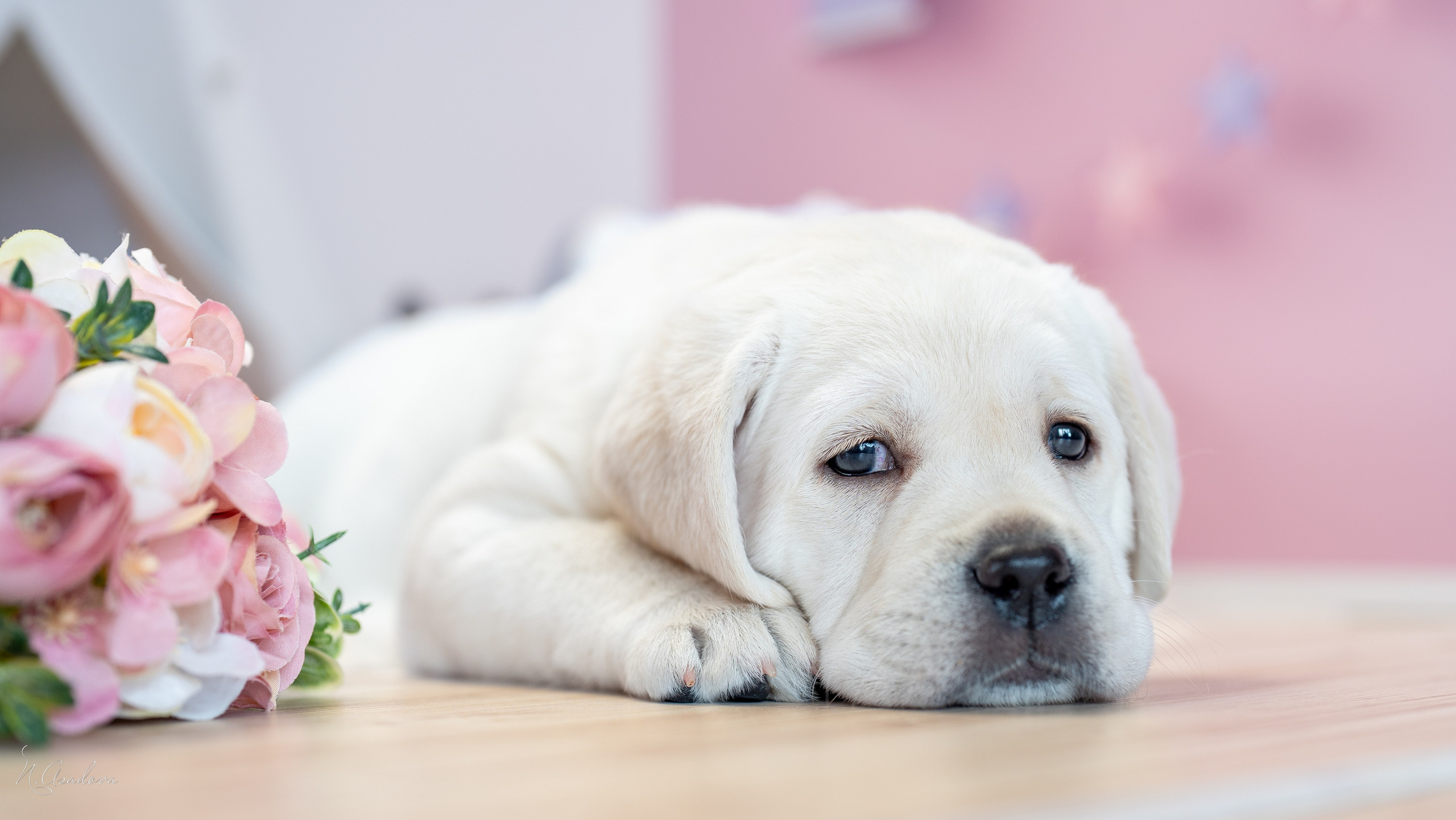 Лабрадоры Помет Ч. Фотограф-анималист Асадова