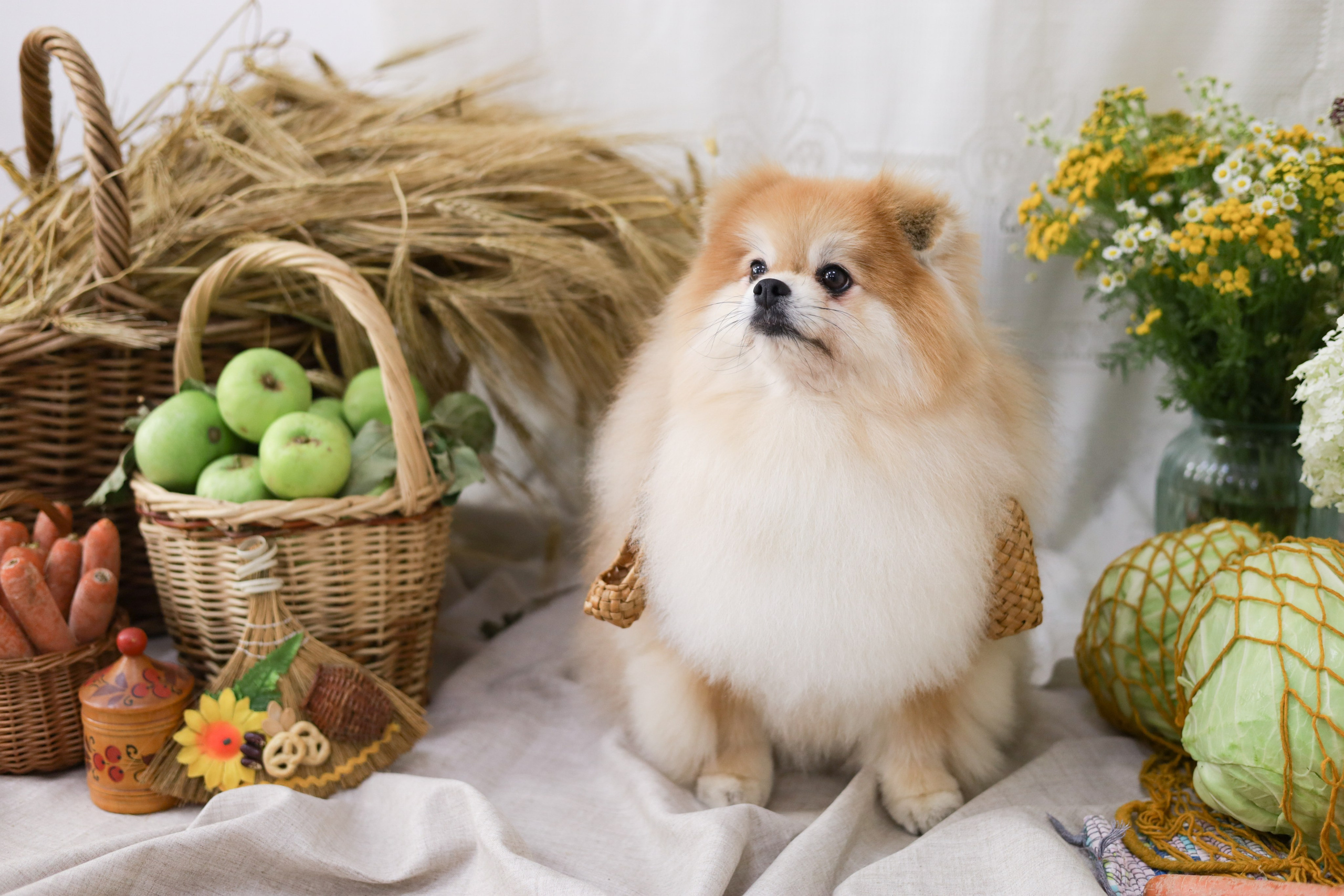 Груминг салон / Моська. Фотограф Мурманск | Нижний Новгород • Анна Хижняк
