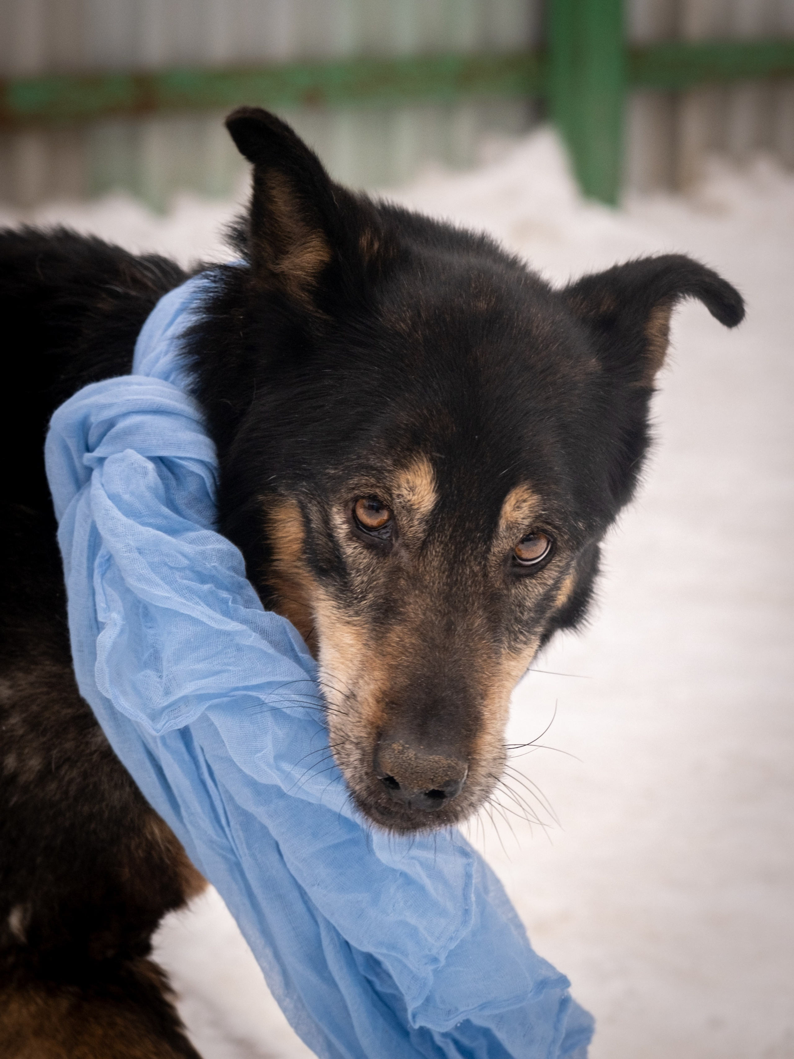 Приют Бирюлёво — для Надежды!. Зоофотограф, фотограф животных в Москве и области Дина Дамоцева