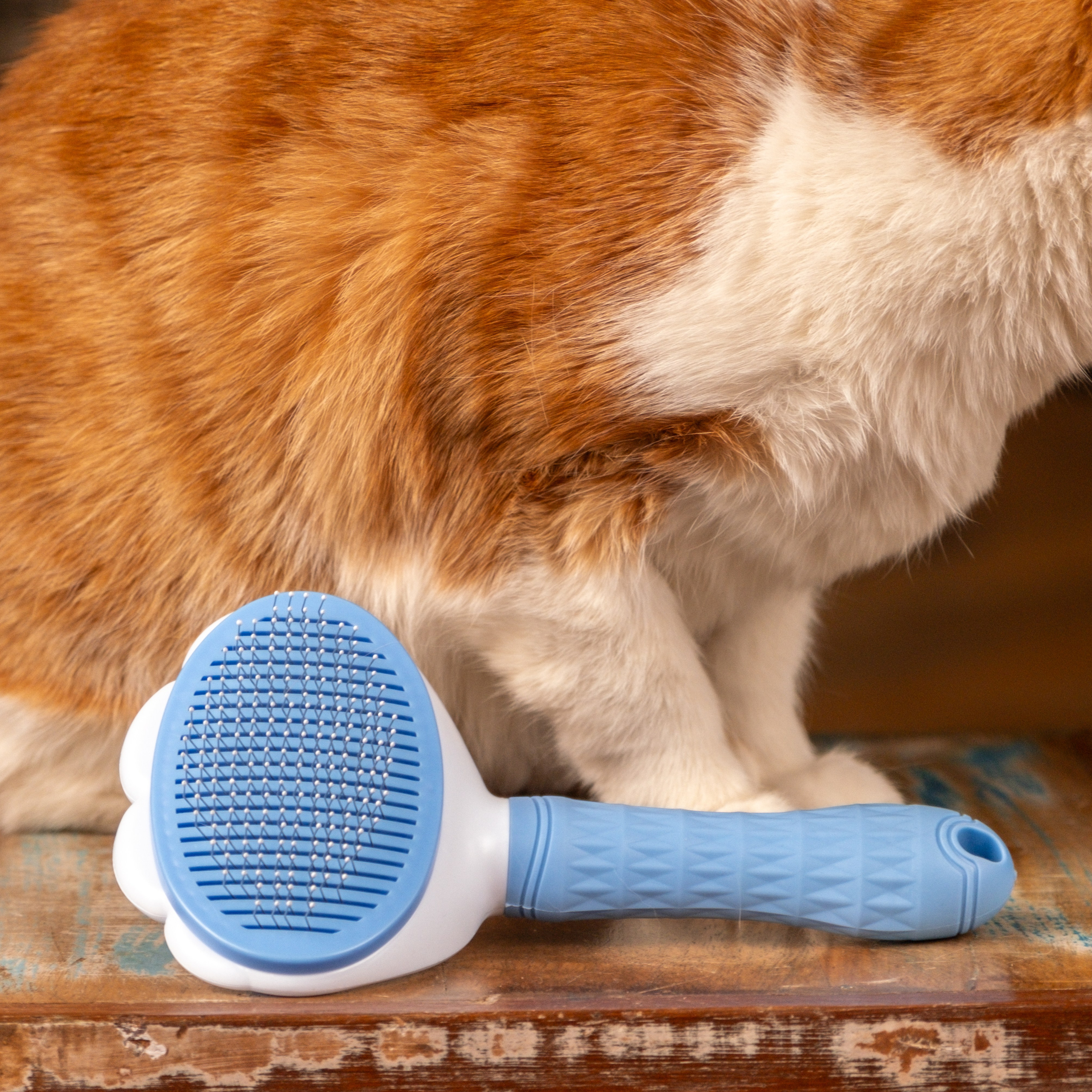 Пуходерка и ролик для очистки одежды для Александра!. Зоофотограф, фотограф животных в Москве и области Дина Дамоцева