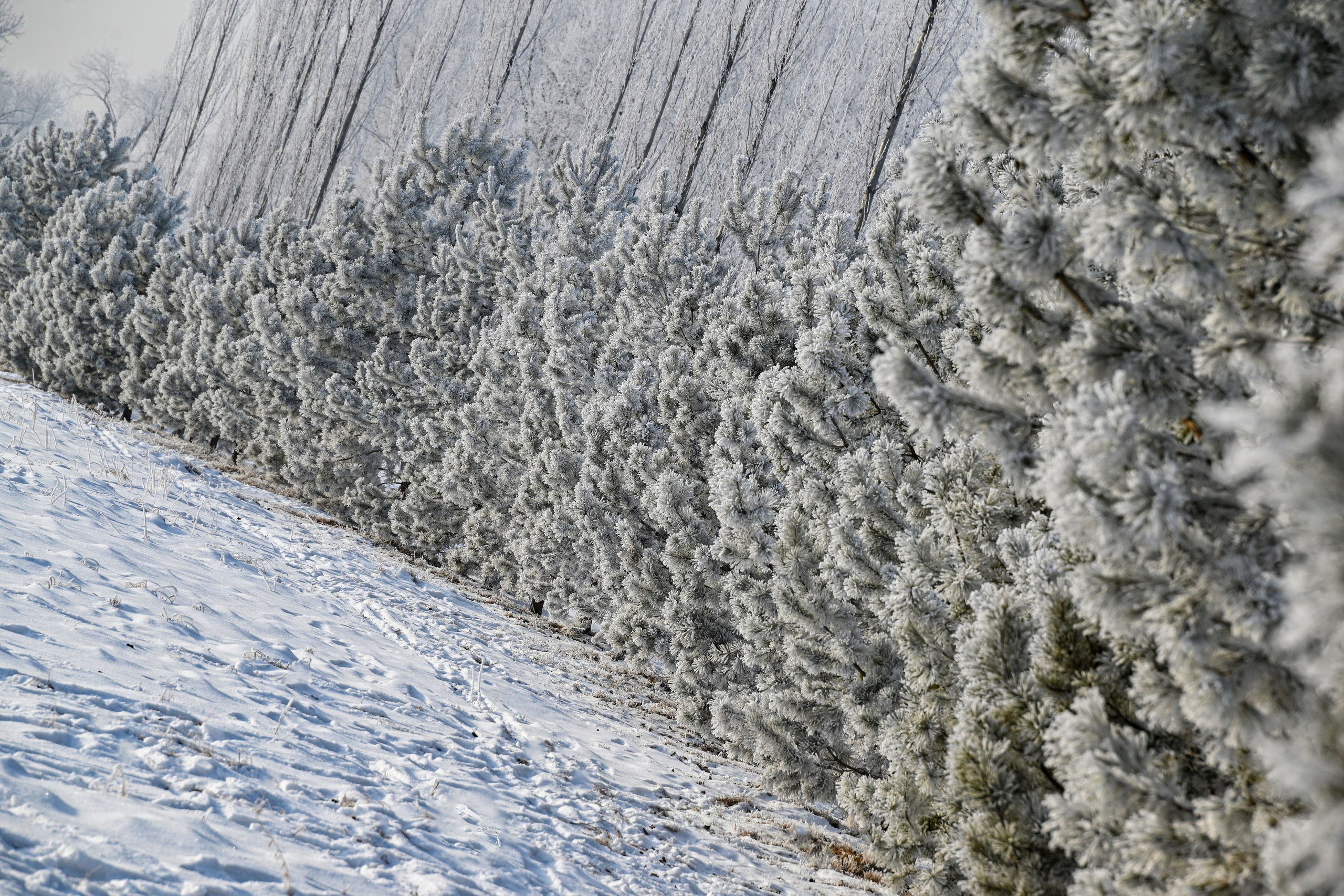 Сибирская зима прекрасна!. FotoGraf