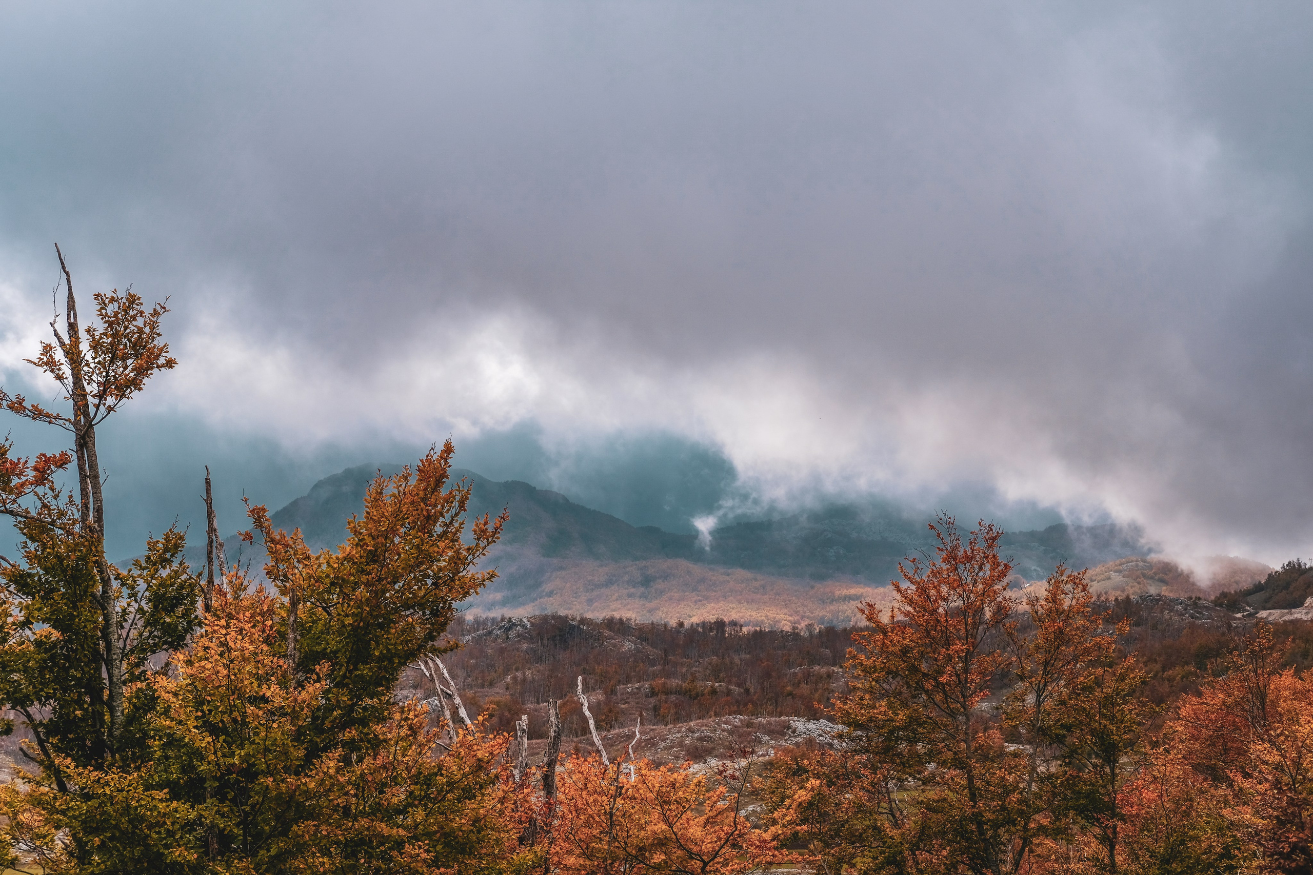 Черногория. Zenizza