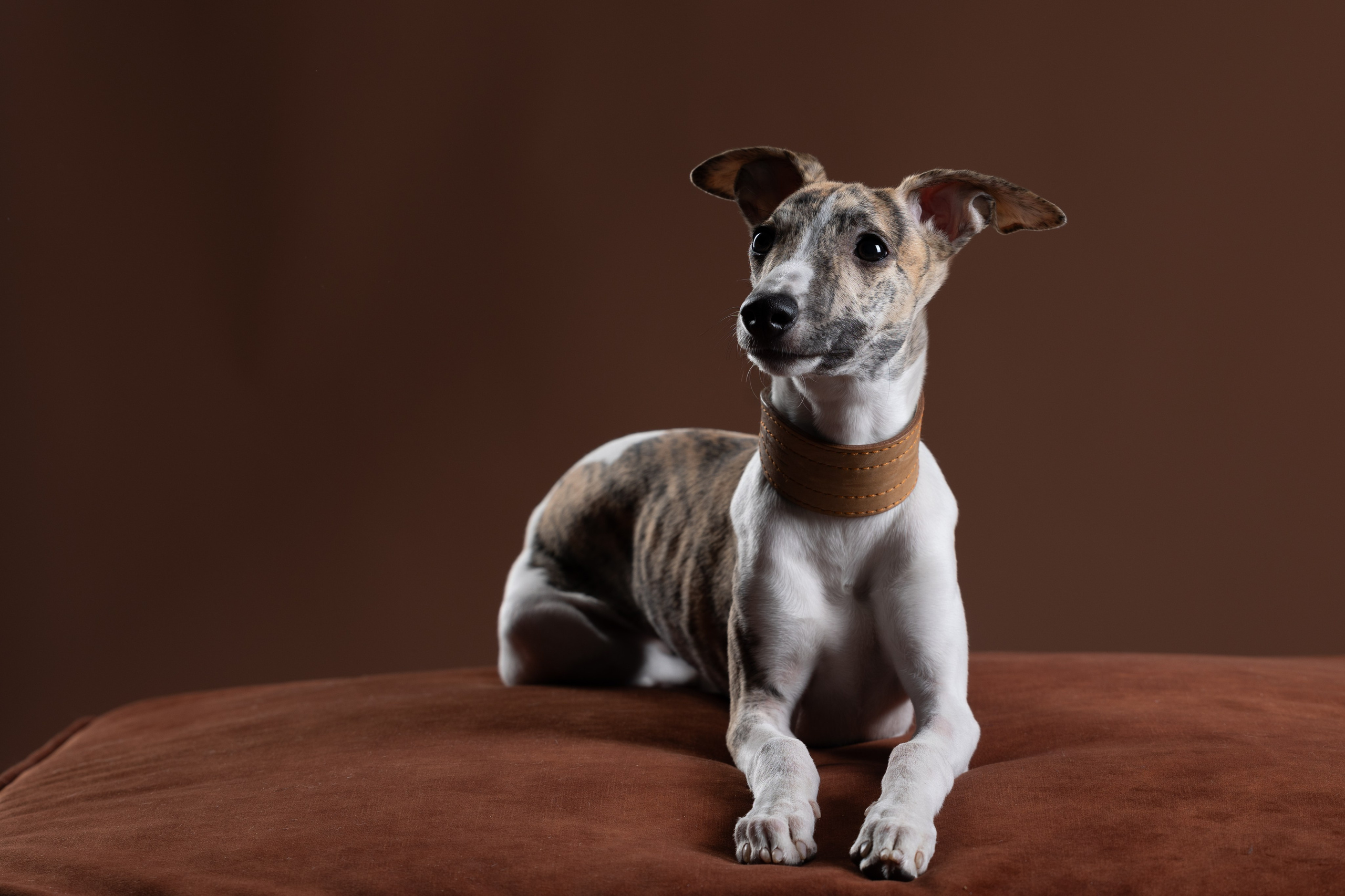 Студия. Фотограф-анималист|Иркутск