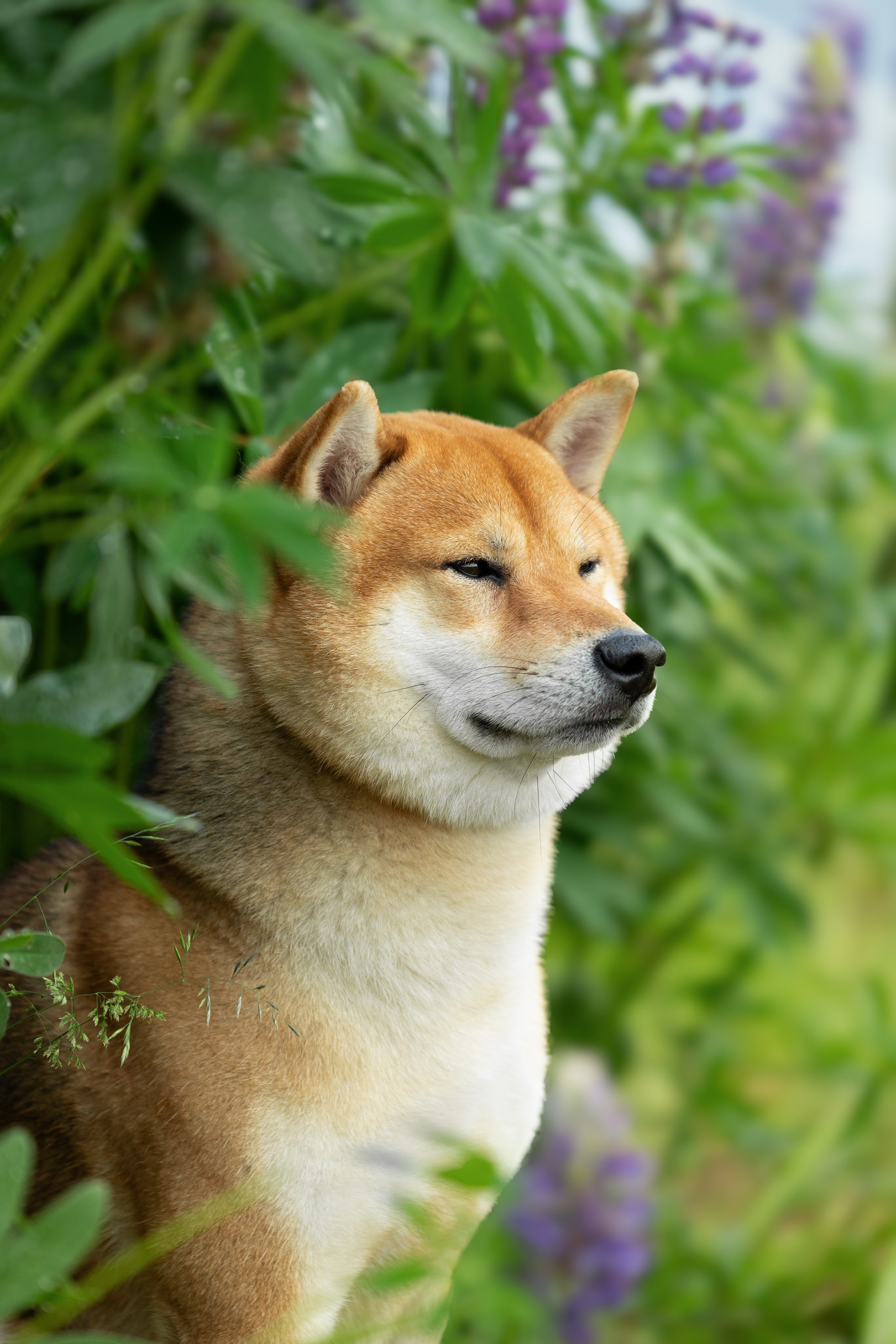 Собаки. Фотограф-анималист|Иркутск