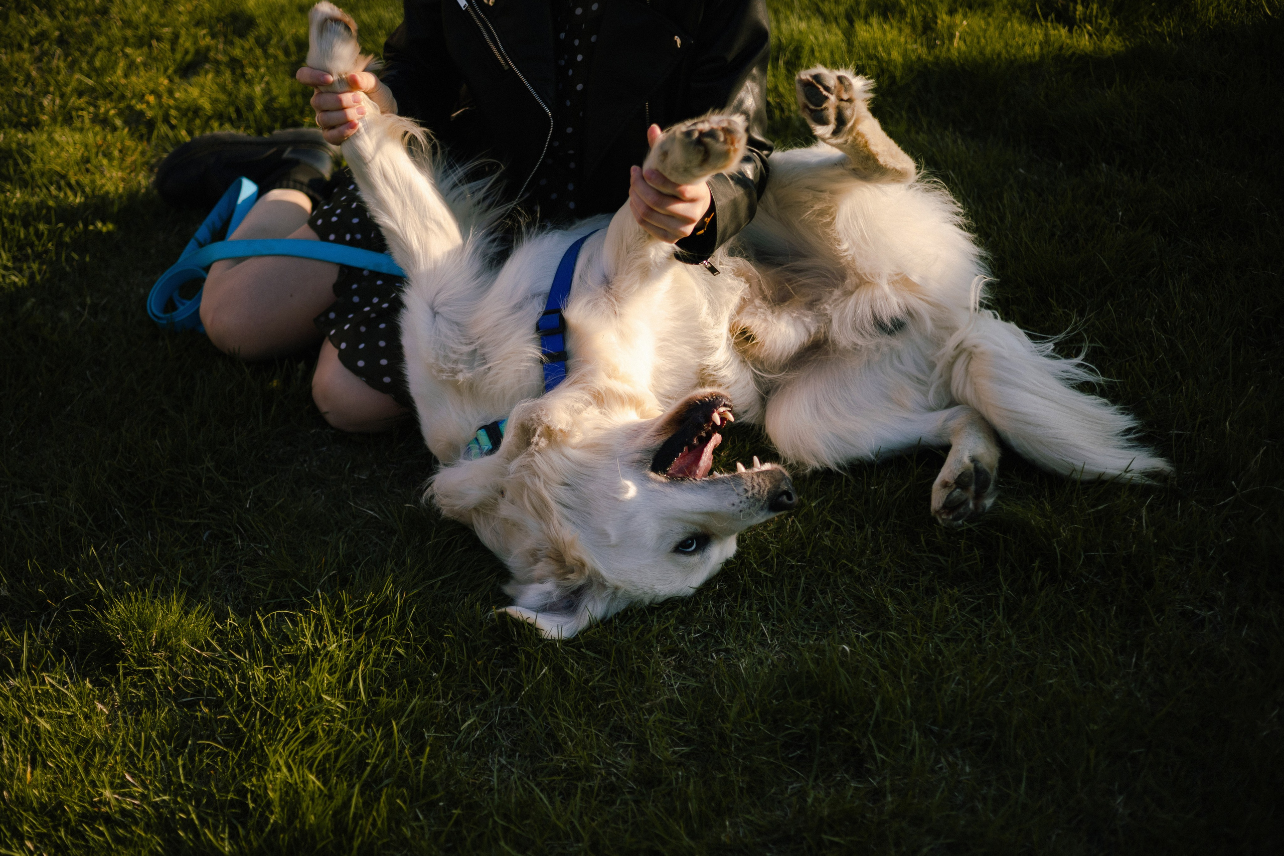 Ира и Байрон. Фотограф — анималист Владивосток, Алина