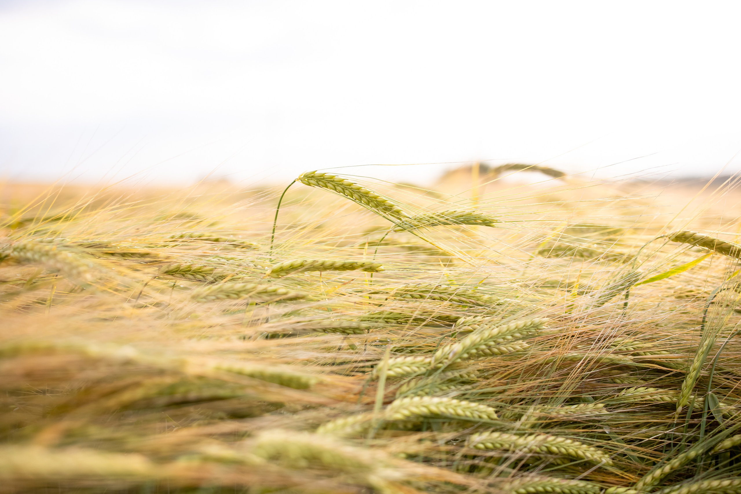 Вика, Аксель и Женя. Фотограф Ирина Астор