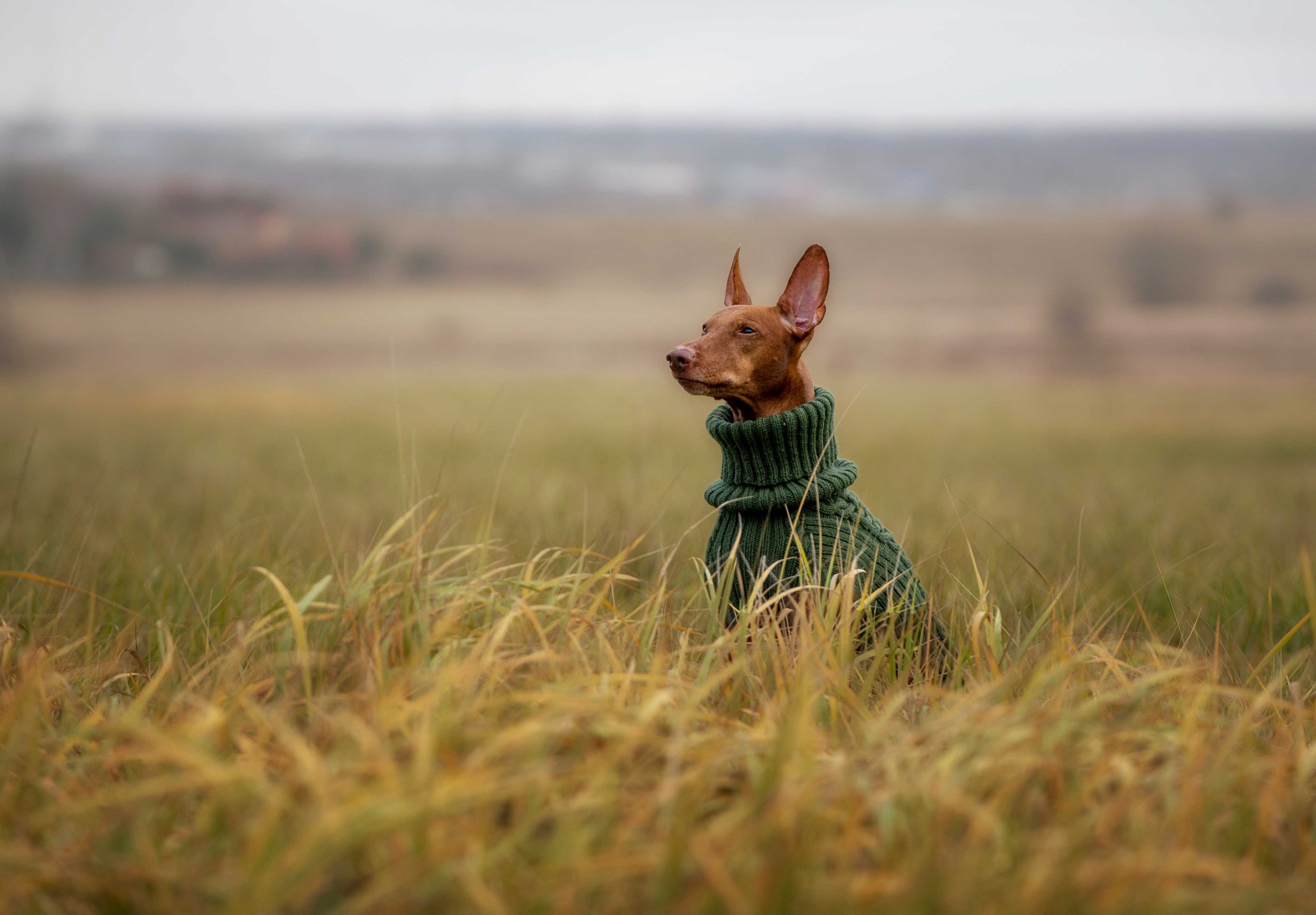 Собаки. Портретная и свадебная фотосъемка. Москва и область