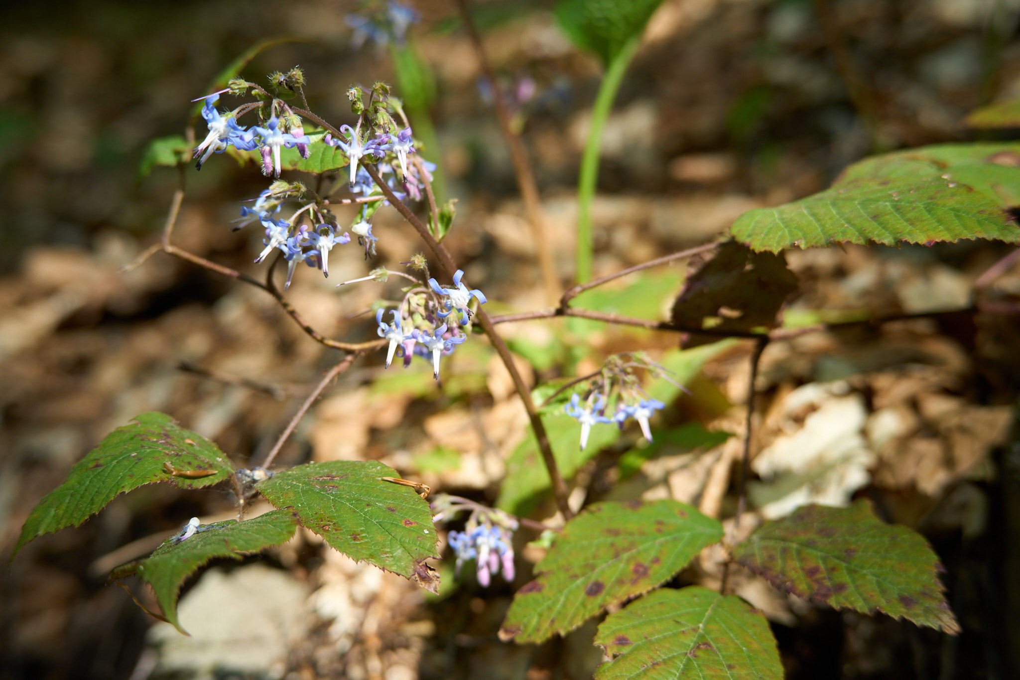 Красная Поляна, апрель 2024. Фотограф, Римма Невинская