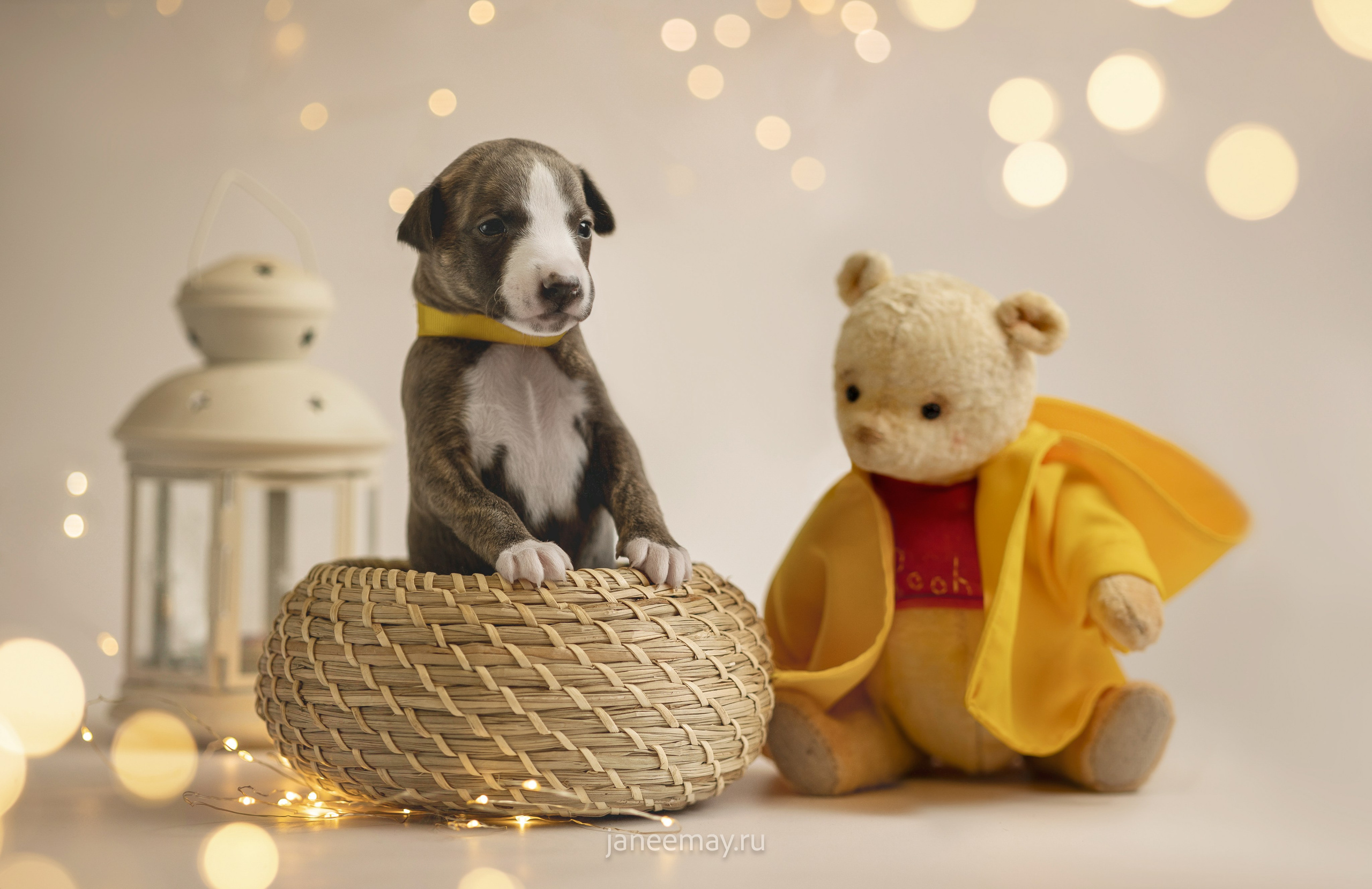 Малыши уиппеты Великбековых. Фотограф анималист в Москве Майорова Евгения