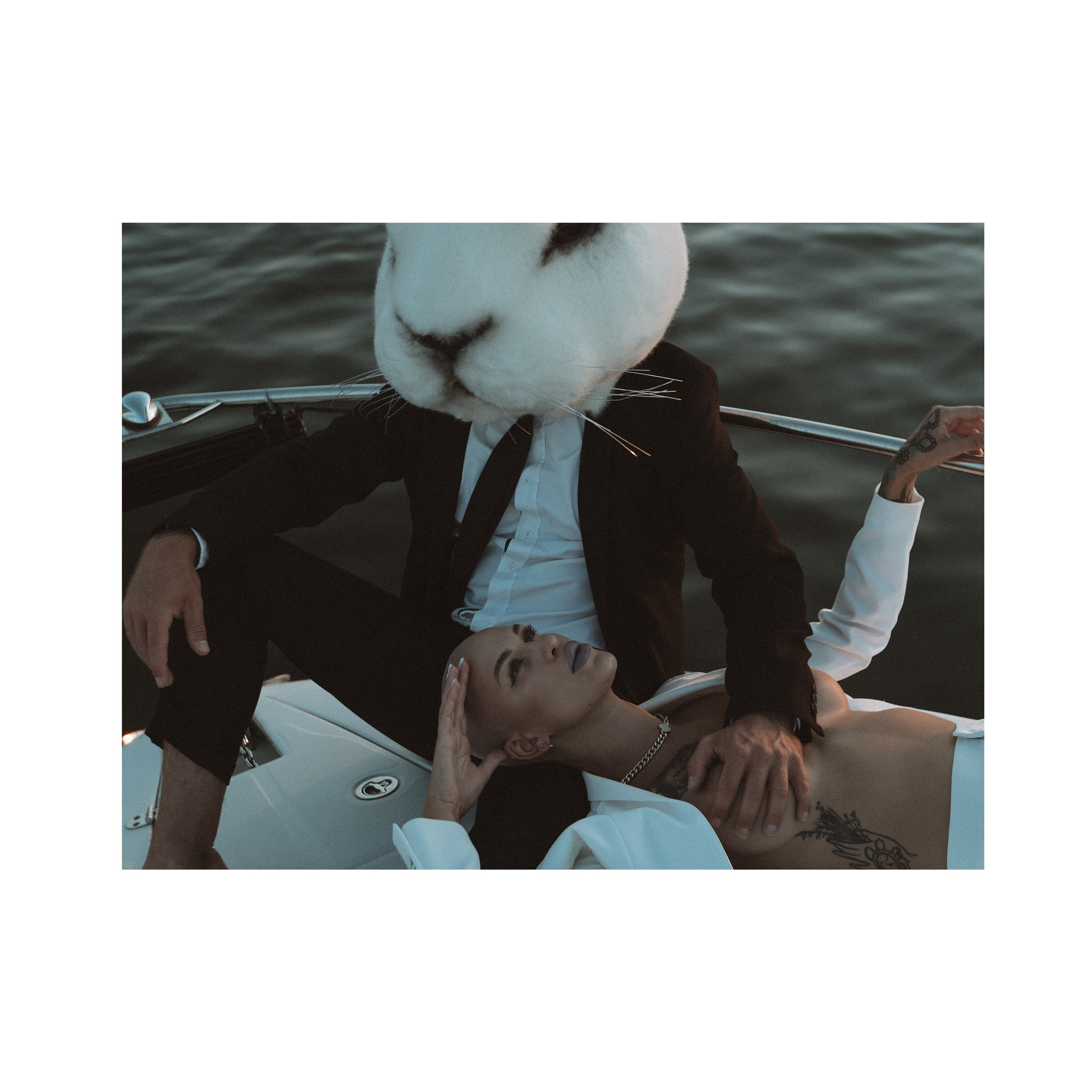 Vulgar rabbit. Wedding photographer