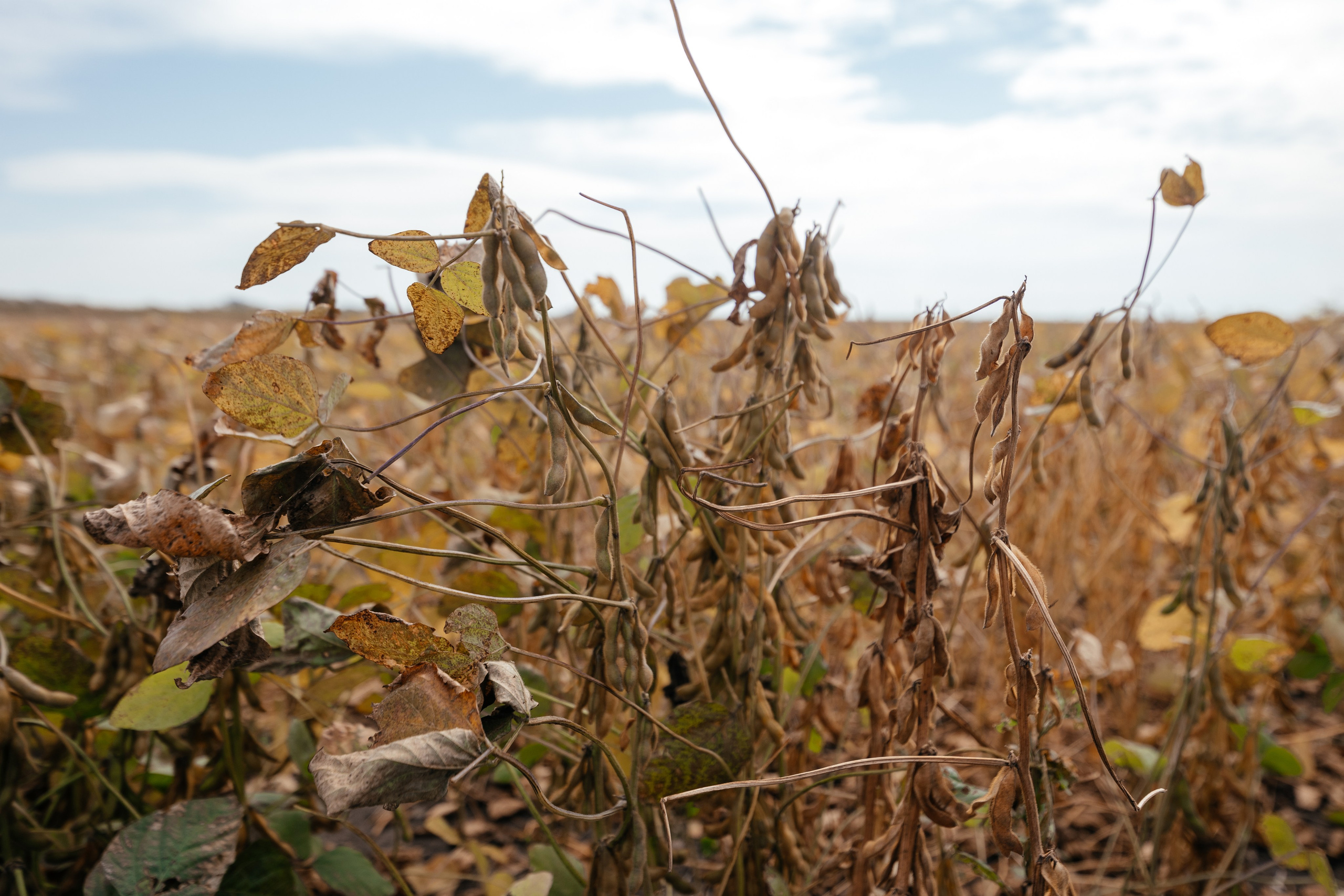 День поля. Фотограф Крохин Олег