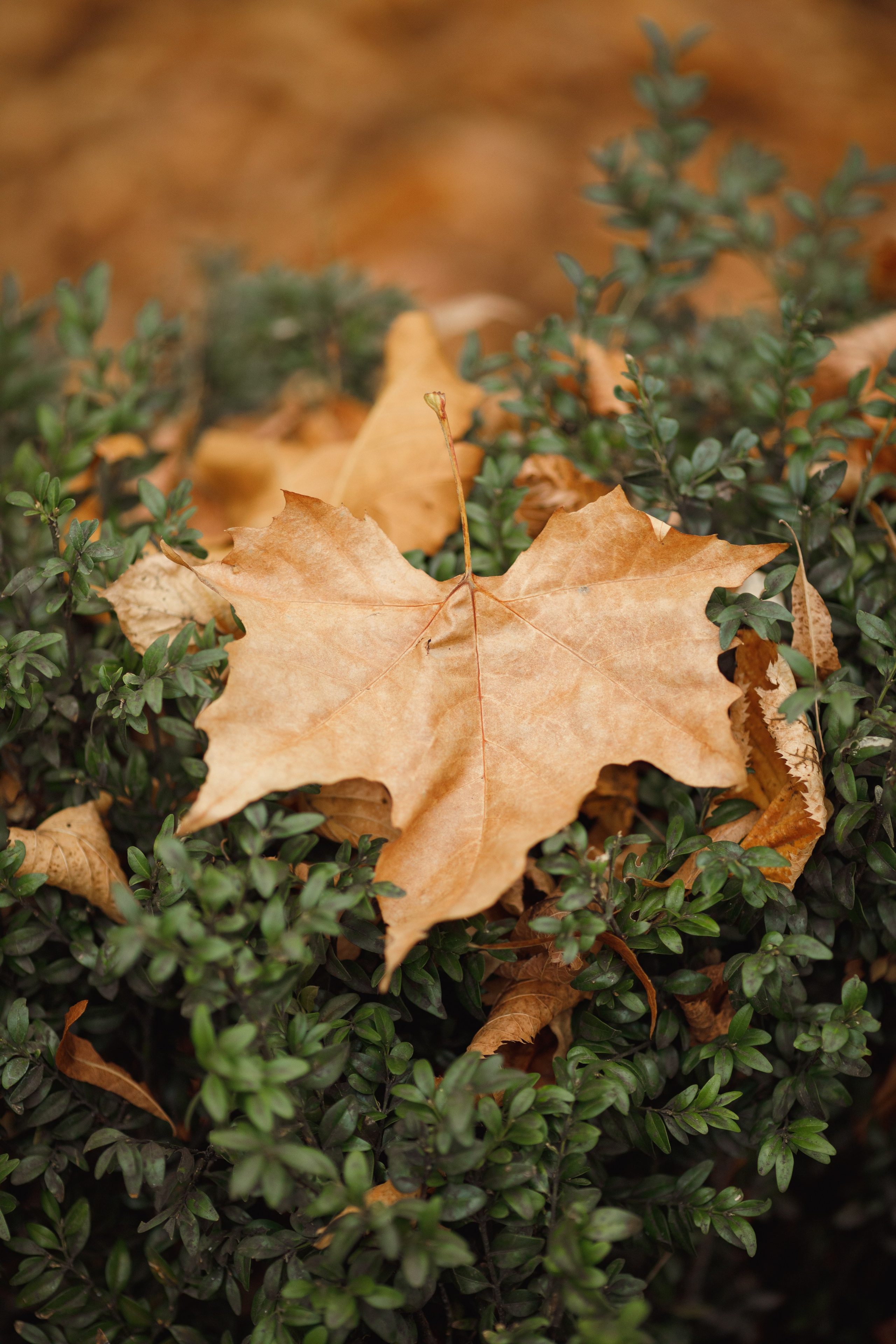 Детская фотосессия в парке им. Коста Хетагурова. Фотограф во Владикавказе Юрий Геворгизов