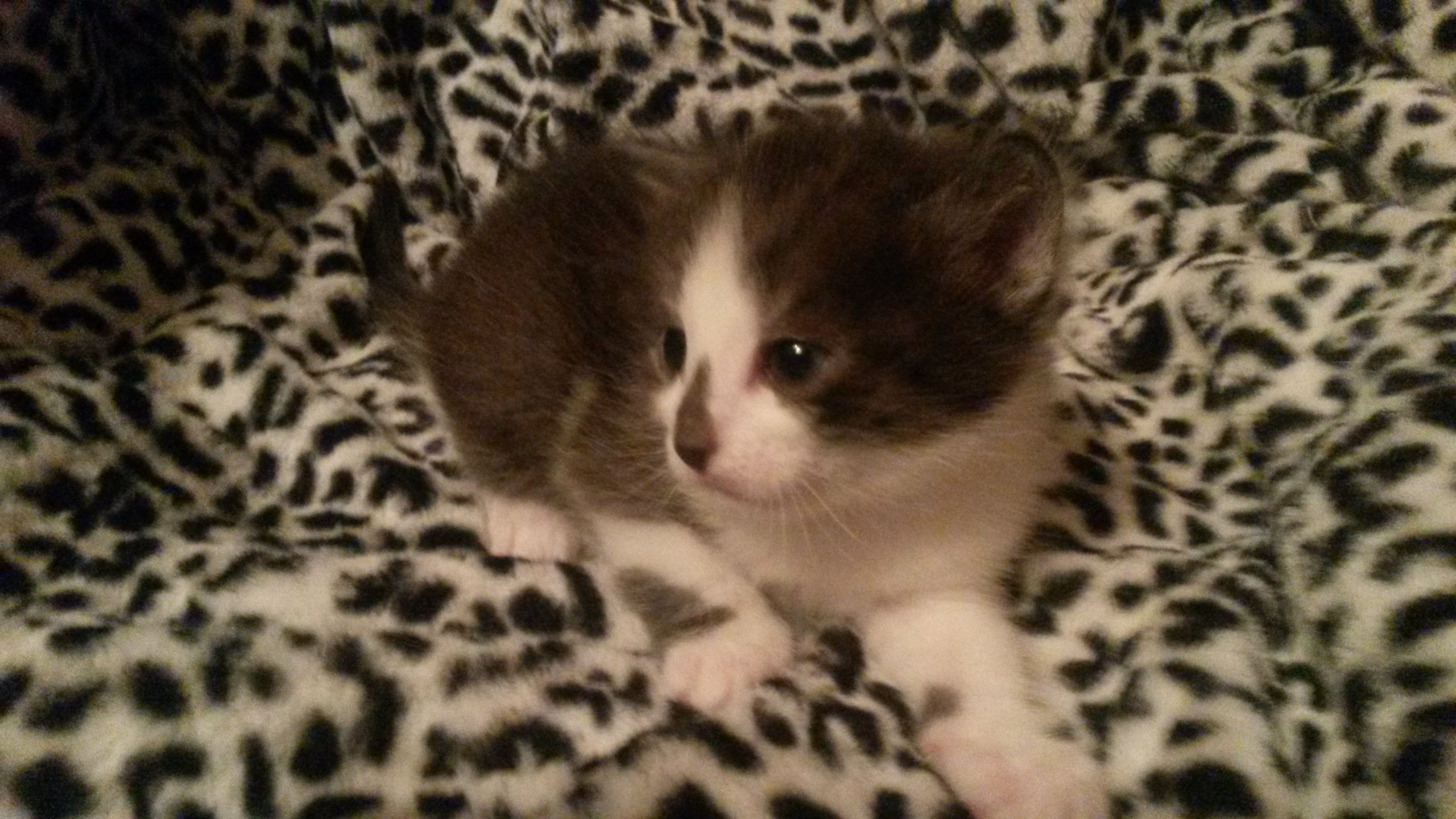 Сентябрь (Школа, Котята у Нюши). Семейный, Свадебный фотограф СПБ Питер— Романова Екатерина