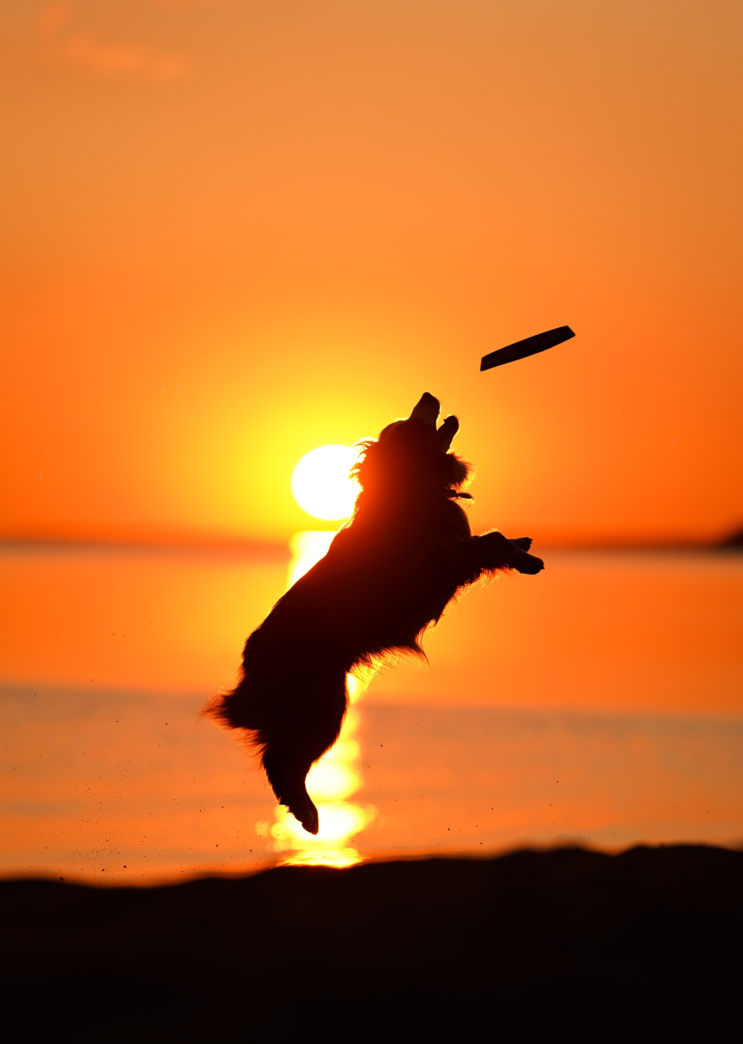 Алиса и Джокер. Фотограф-анималист в Санкт-Петербурге Яна Мартынова