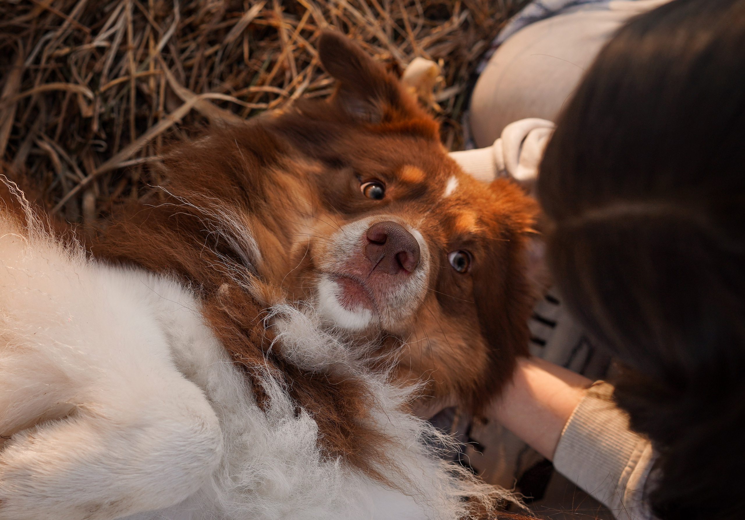 Кристина Рокки и Валькирия. Фотограф-анималист в Санкт-Петербурге Яна Мартынова
