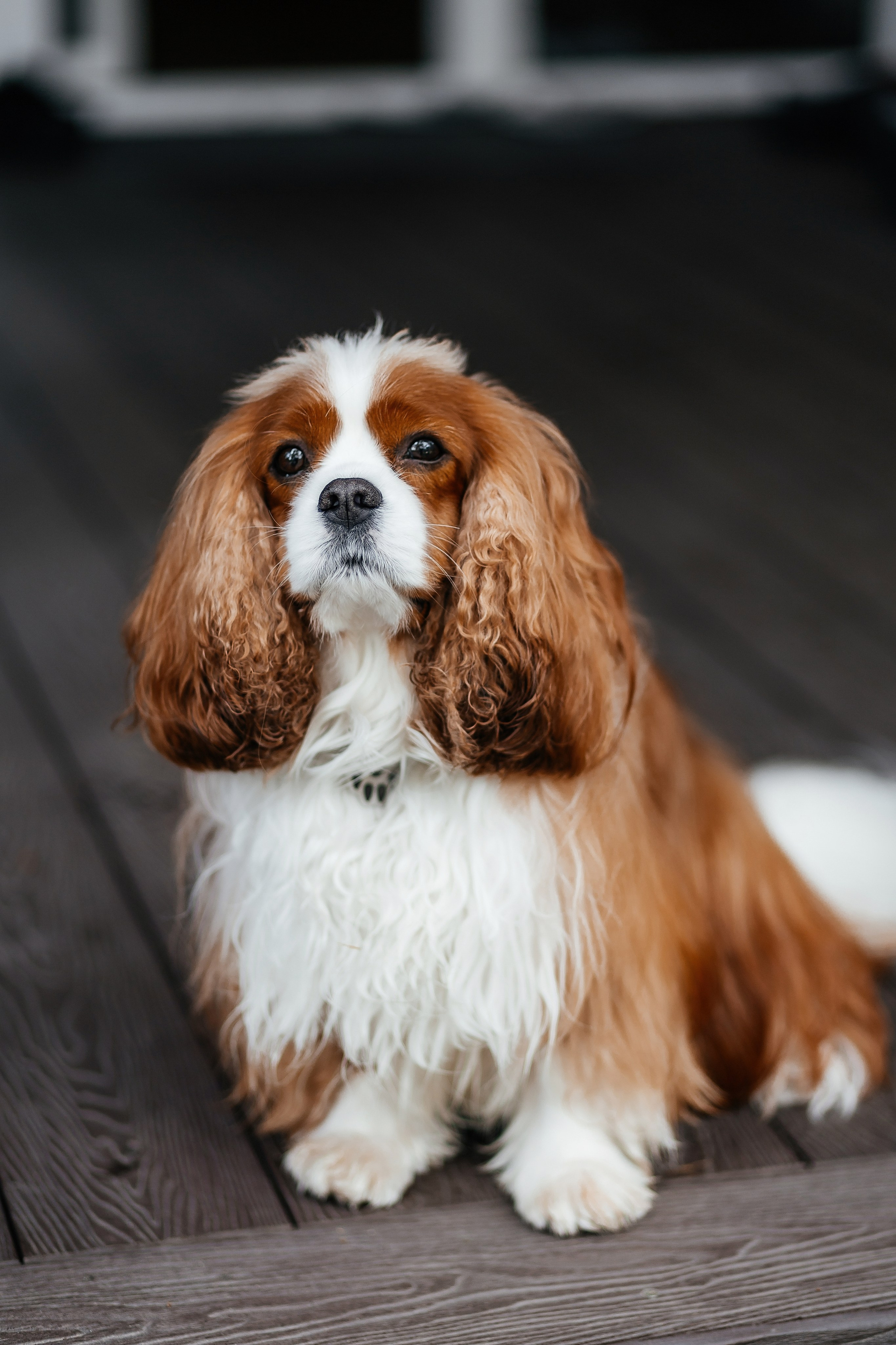 Свадьба Алины и Никиты. Свадебный фотограф Новосибирск
