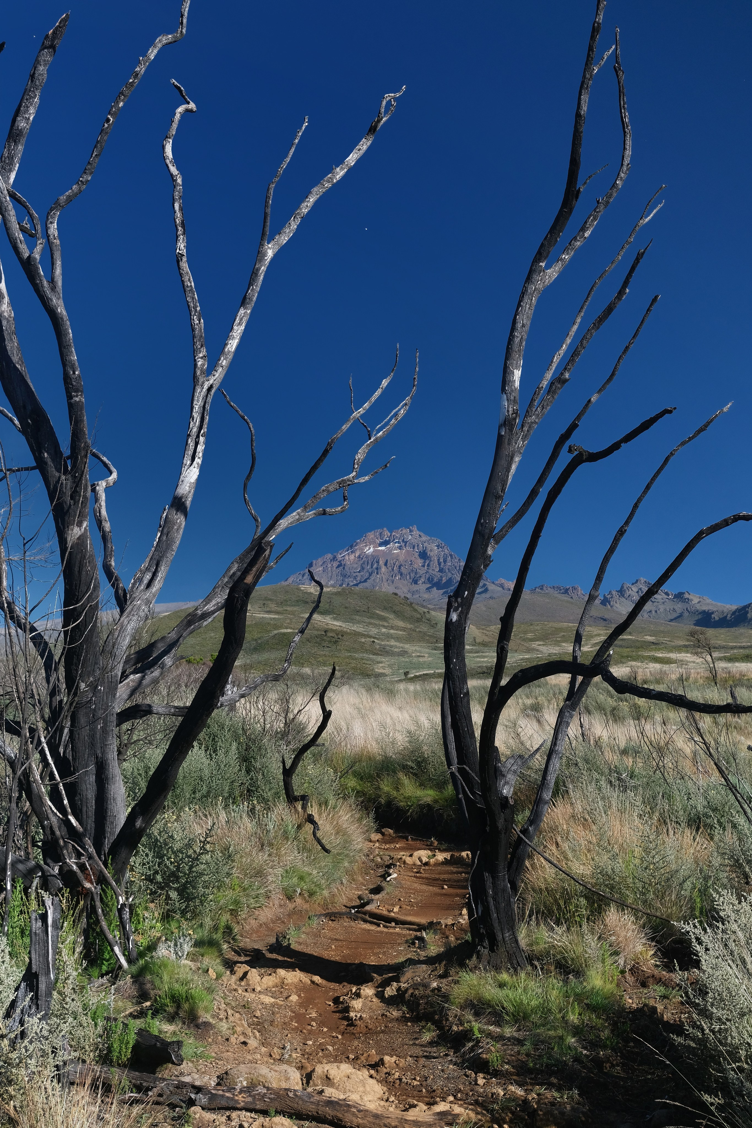 Килиманджаро