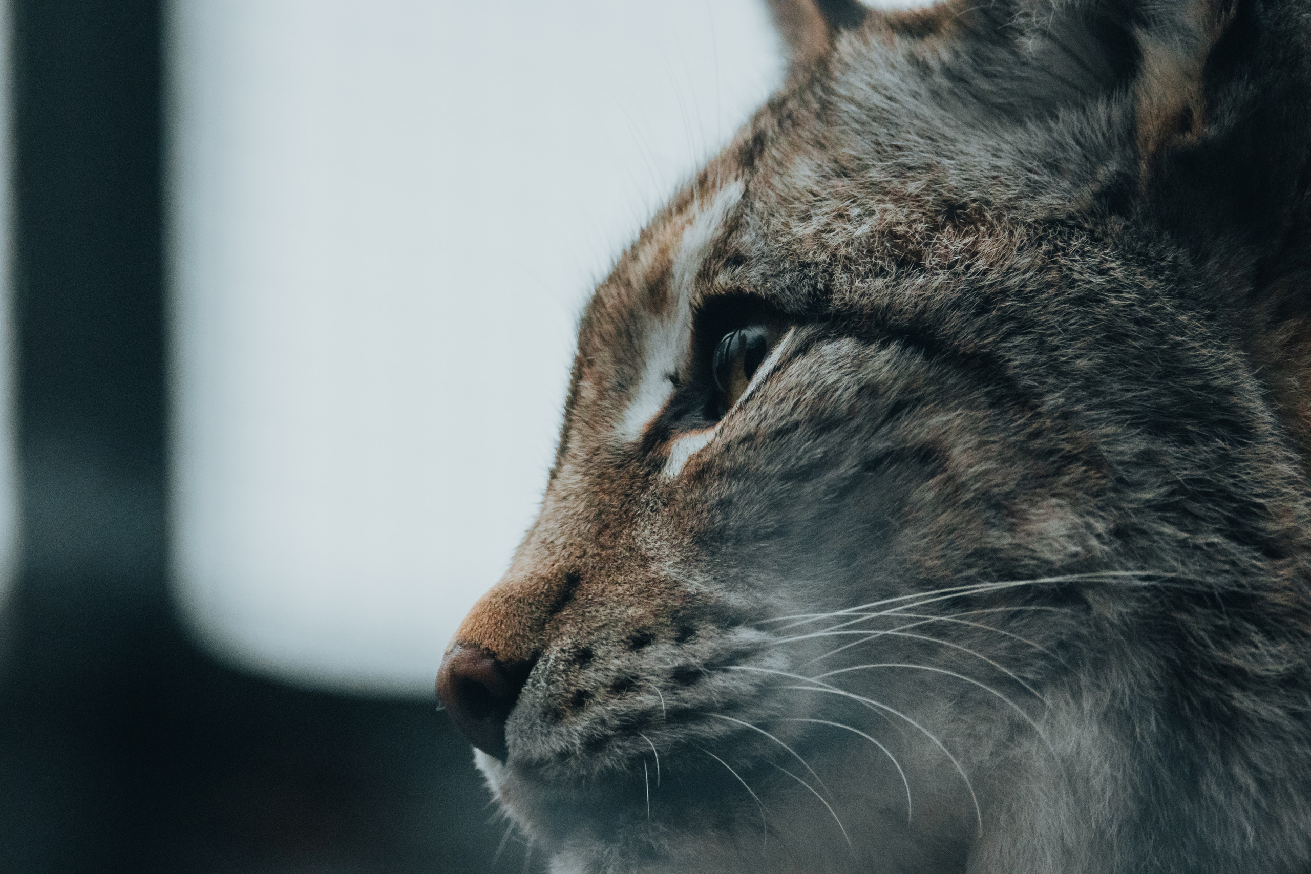 Фотограф Алексей Седойкин
