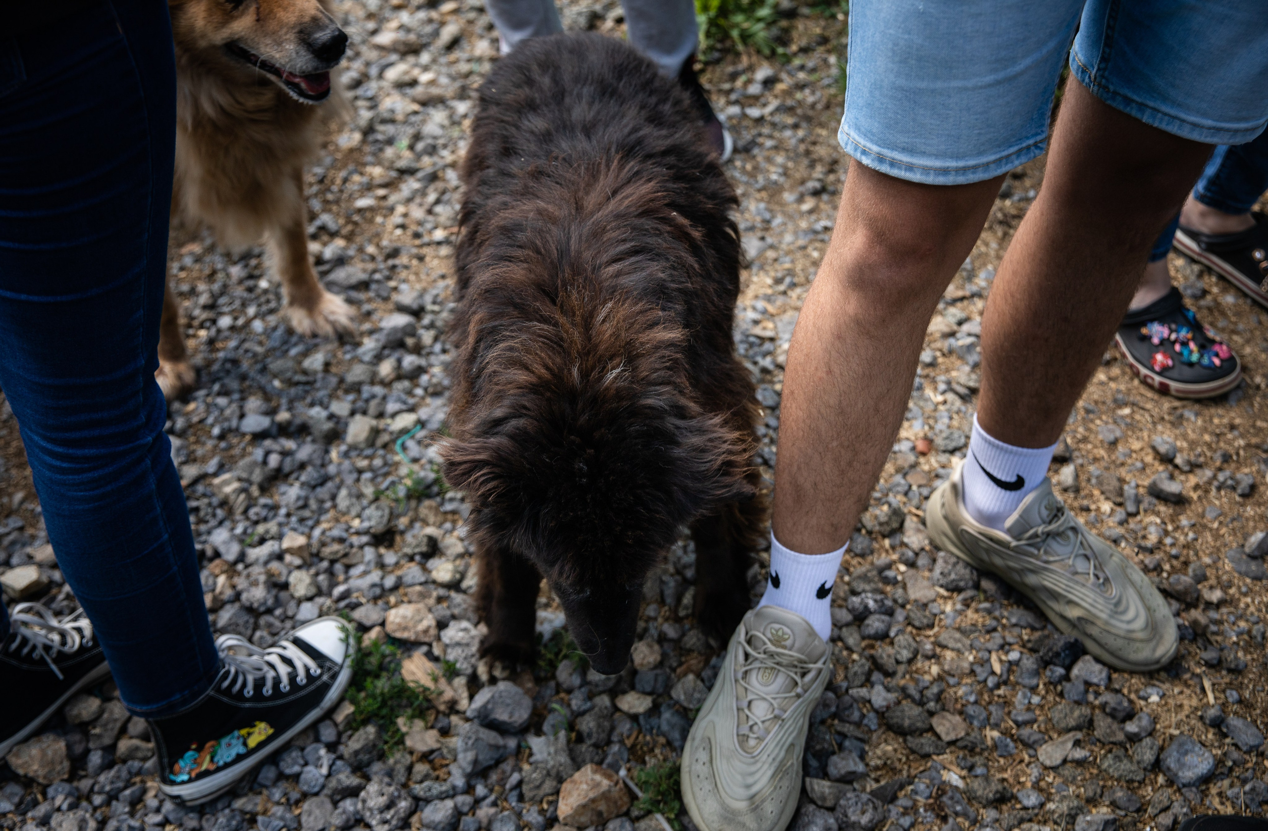 Приют — Наш дом. Репортажный и свадебный фотограф в Челябинске Елисеев Павел
