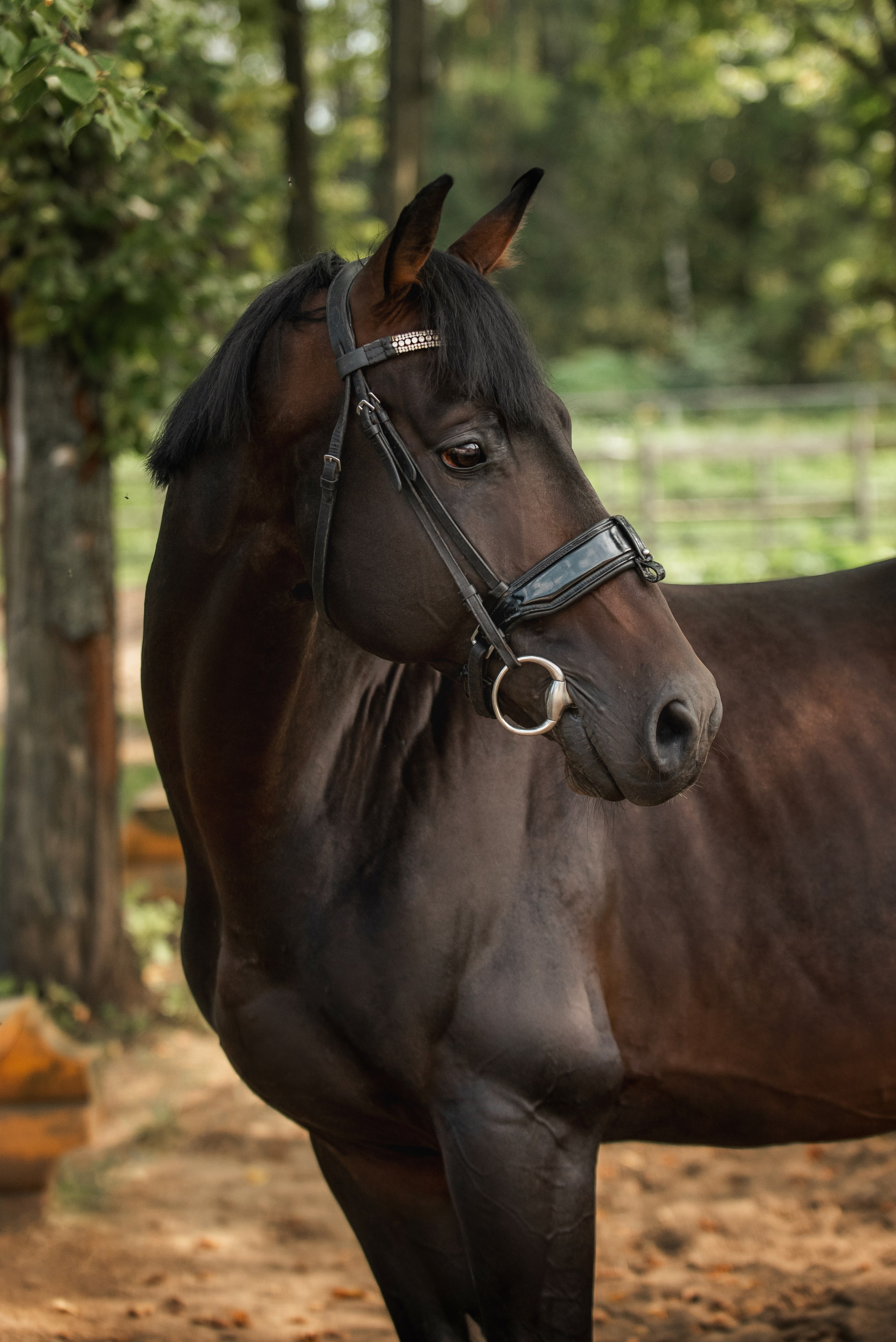 Тренеры и кони КСК «АЛМАЗОВО». Конный фотограф Куракина Дарья • Фотосессии с лошадьми