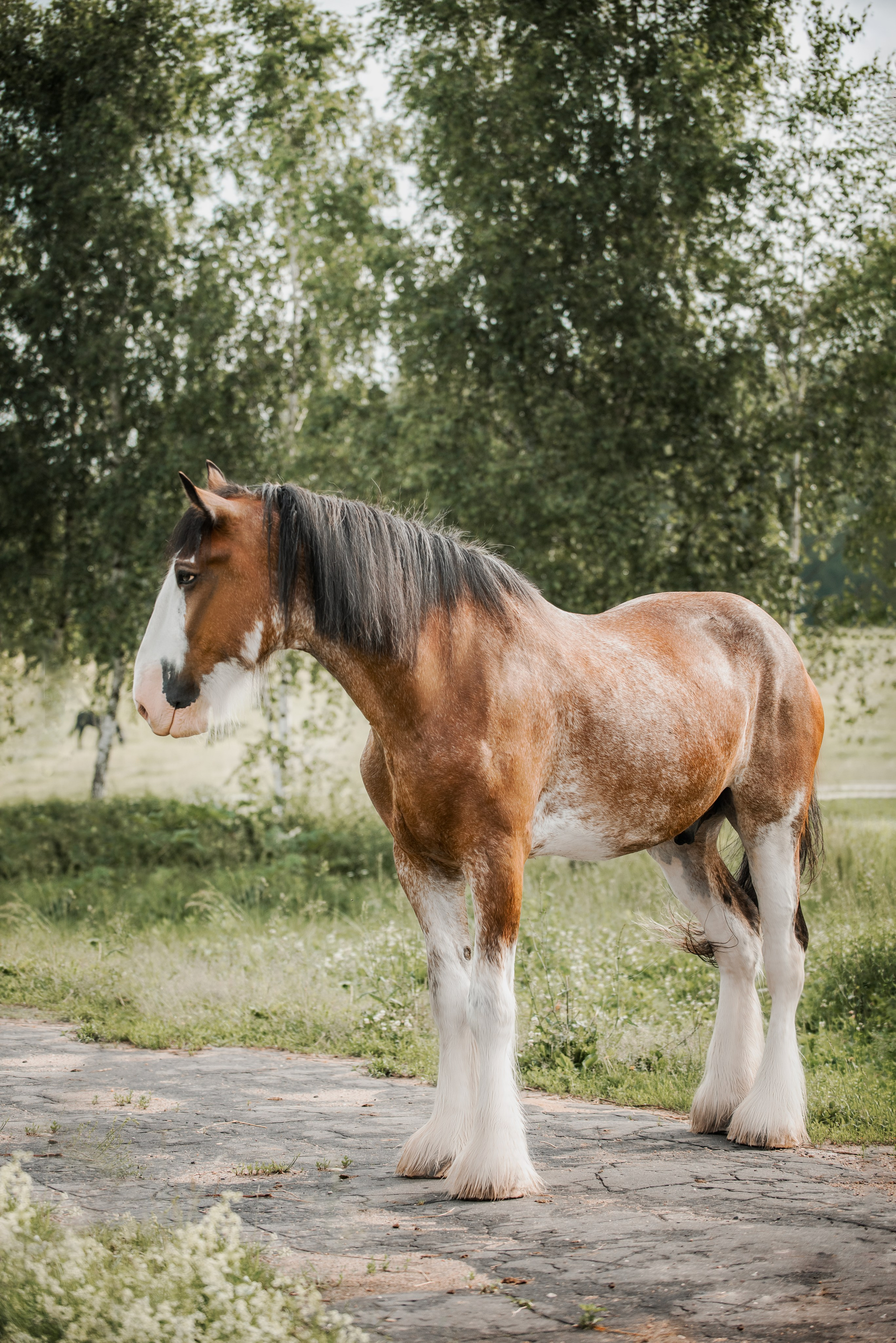 KOMARDINS. Конный фотограф Куракина Дарья • Фотосессии с лошадьми
