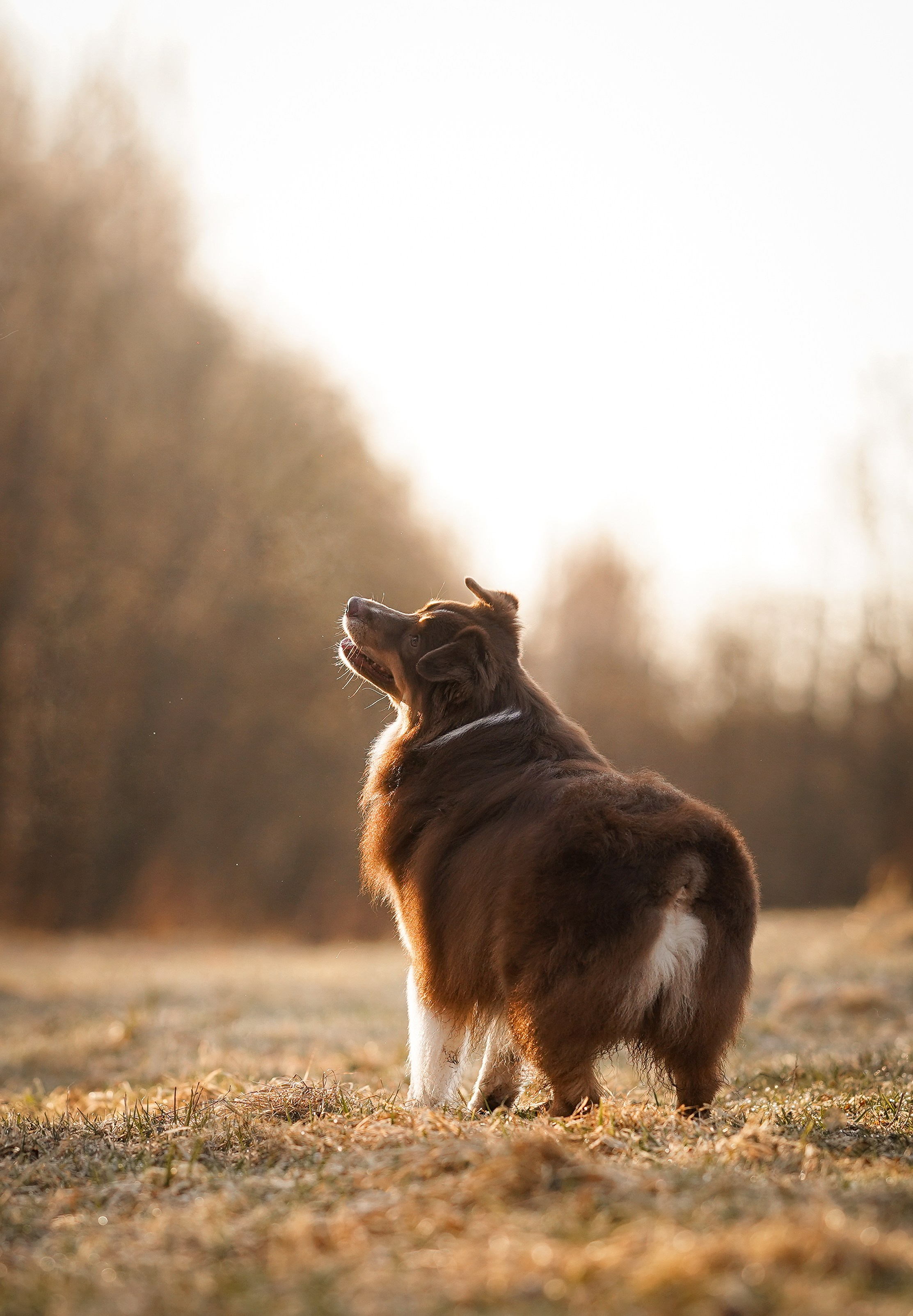 Кристина Рокки и Валькирия. Фотограф-анималист в Санкт-Петербурге Яна Мартынова