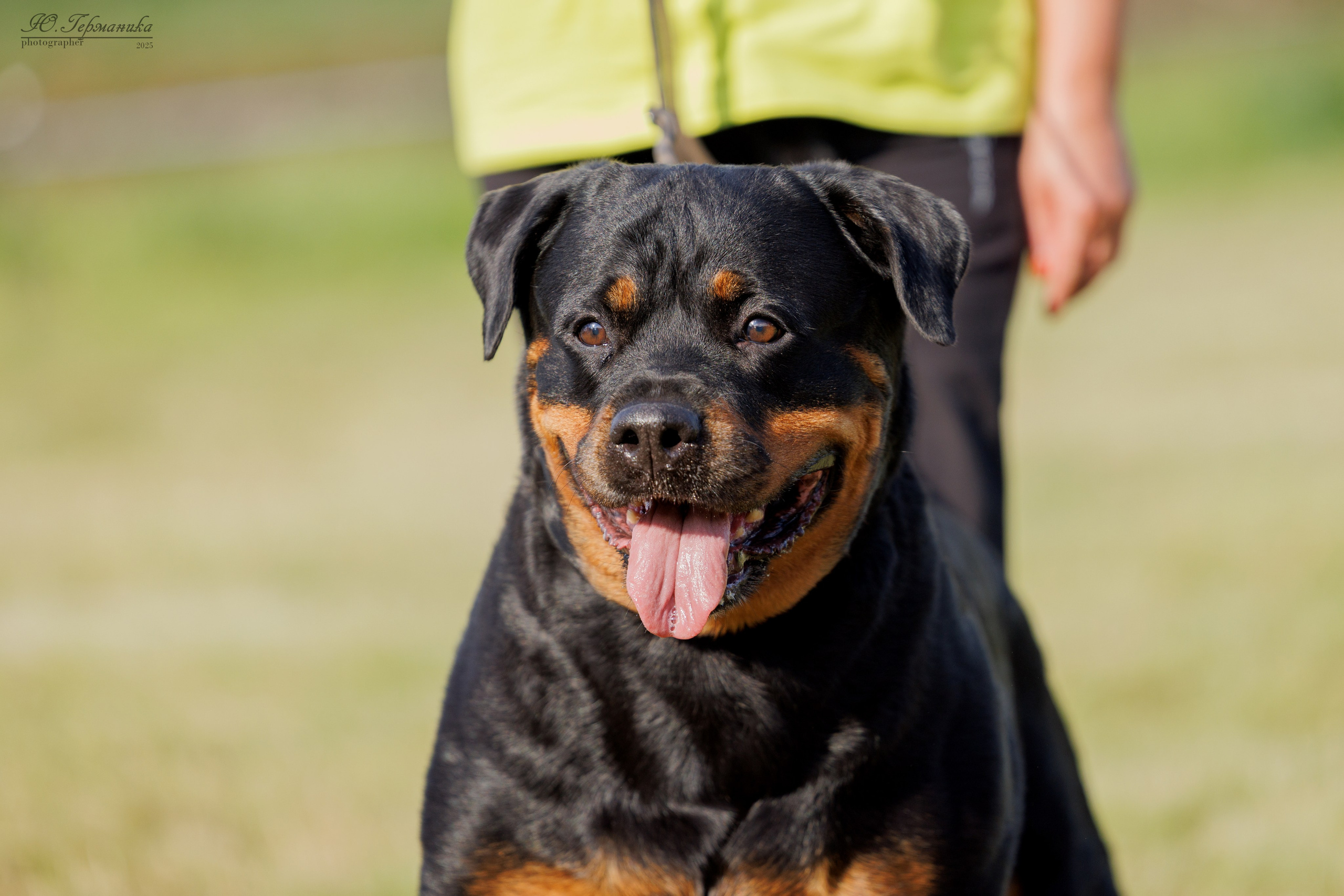 Рязань 2хмоно ротвейлеры 16-17.08.2025. Фотограф-анималист Юлия Германика