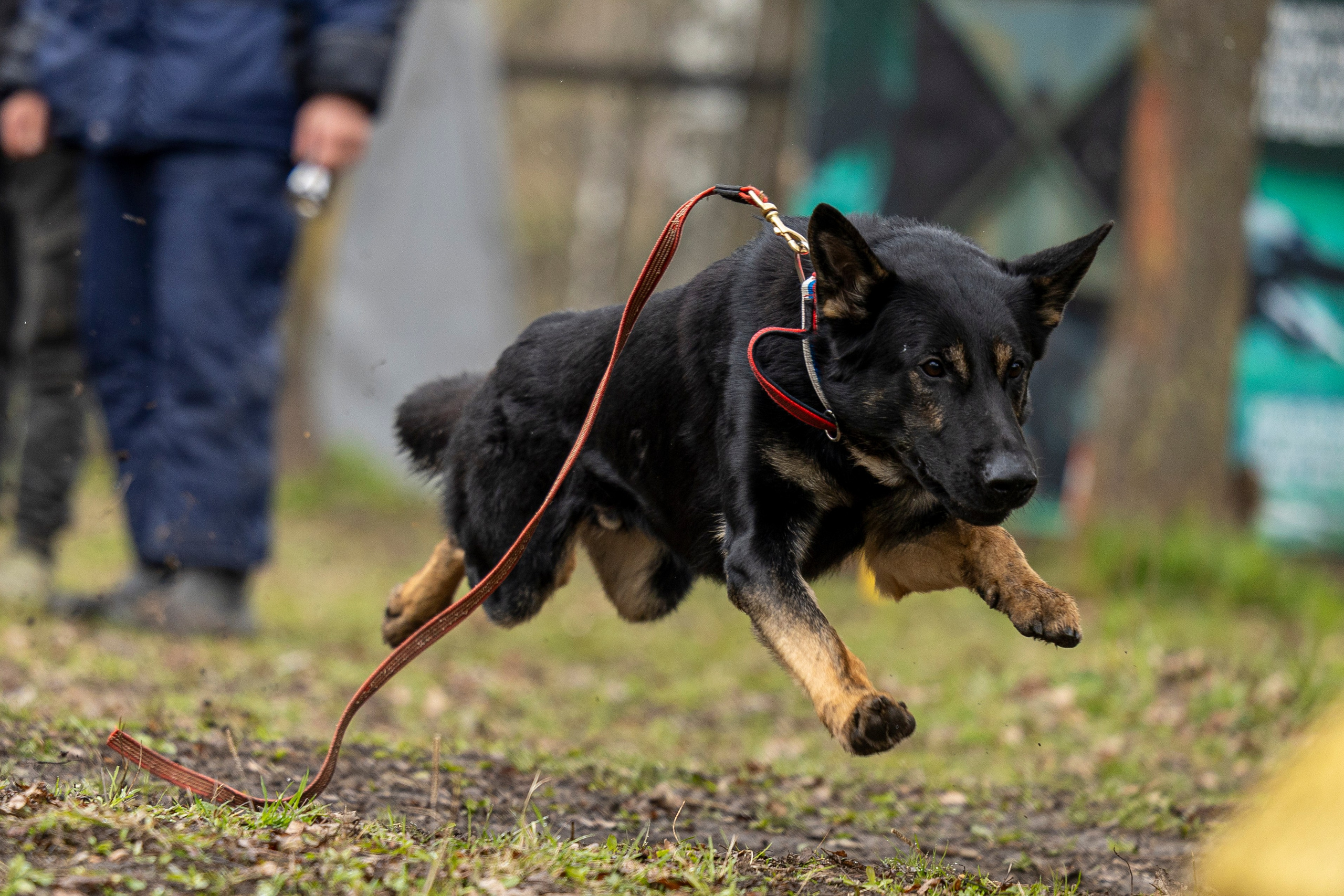 Квалификационные состязания по мондьорингу г. Вологда 11.05.24. Фотограф-анималист Анна Маринич