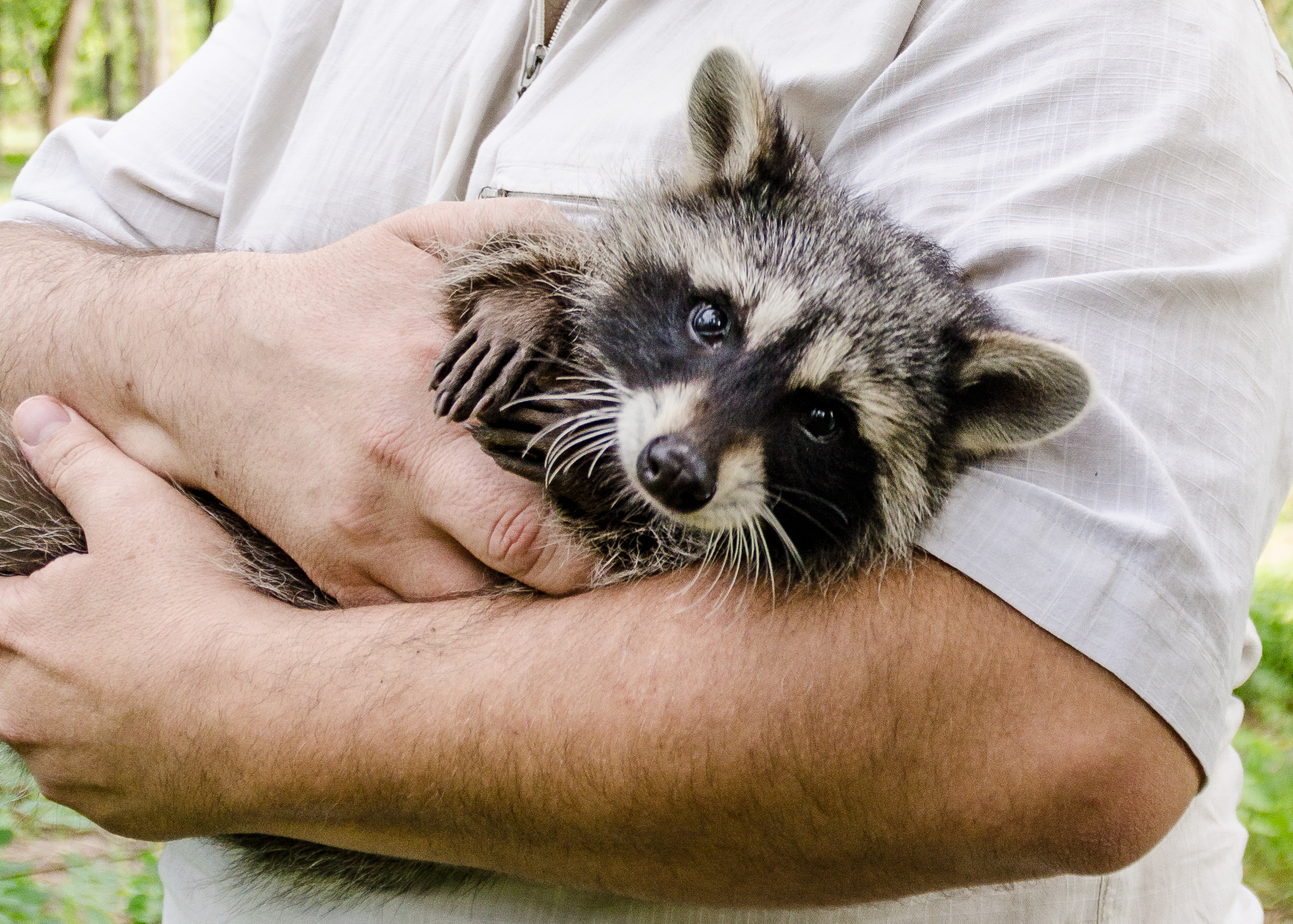 Крошка Енот