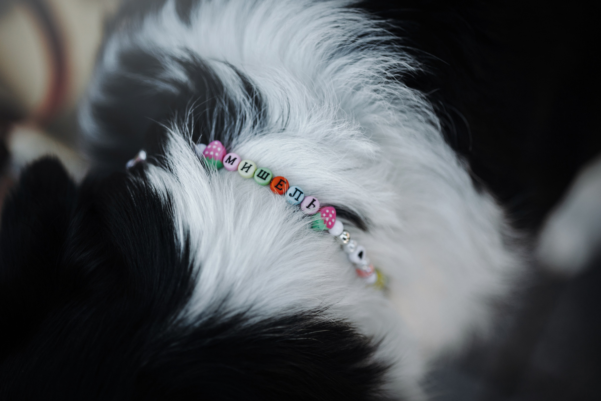 Мишель и ее семья. Фотограф — Анималист | Санкт-Петербург