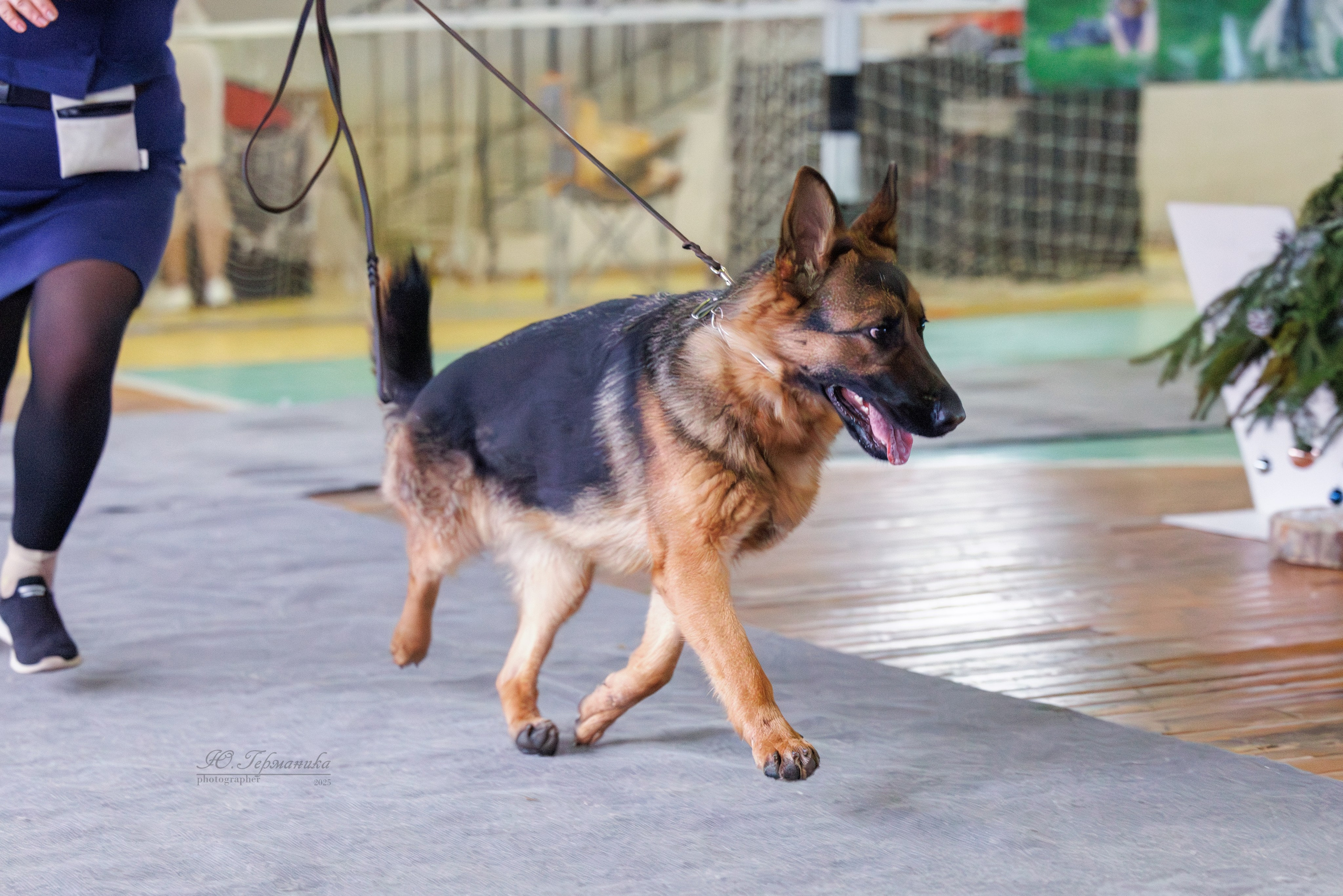 Тверь 21.12.2025. Фотограф-анималист Юлия Германика