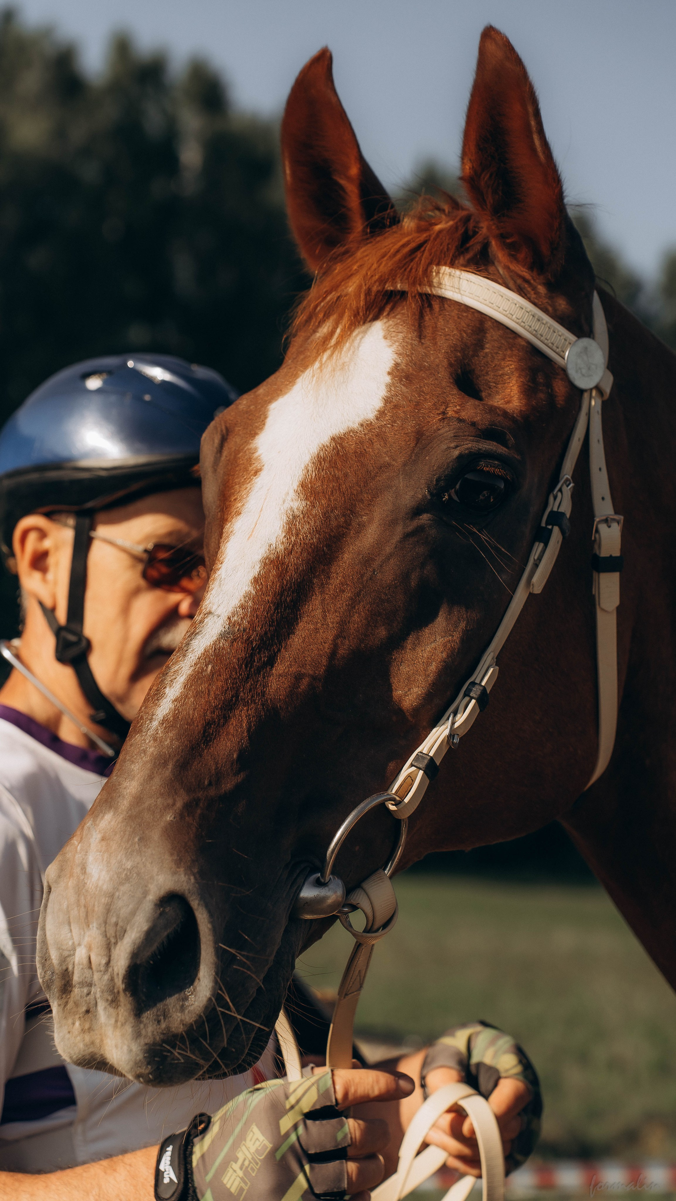 День Коня. Алиса Никитцова | Фотограф в Казани
