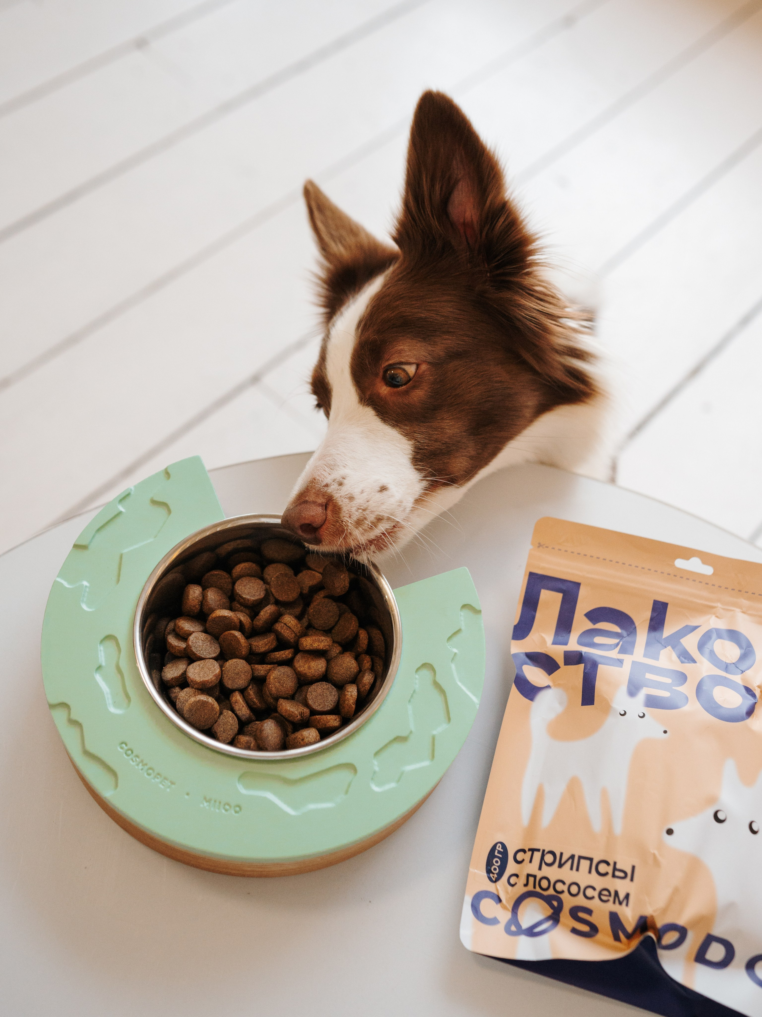 Cosmodog. Миски и лакомства. Семейный фотограф анималист Ананьева Мария — Москва