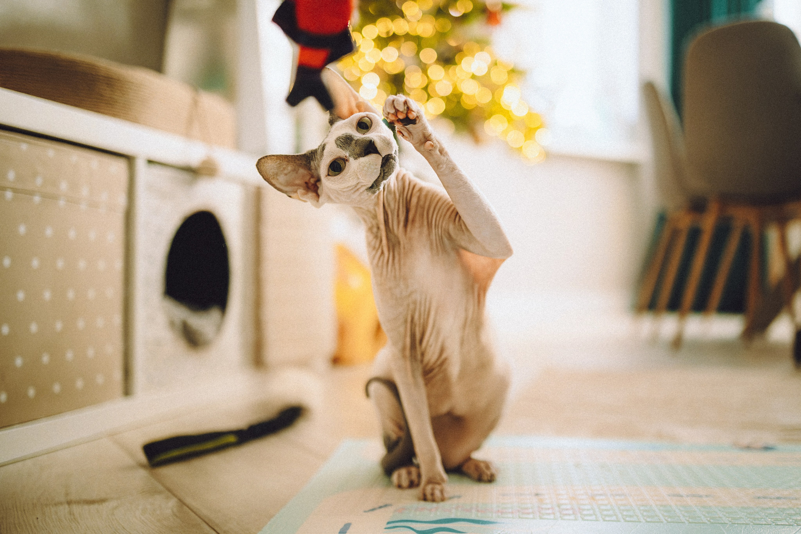 Топик и его семья