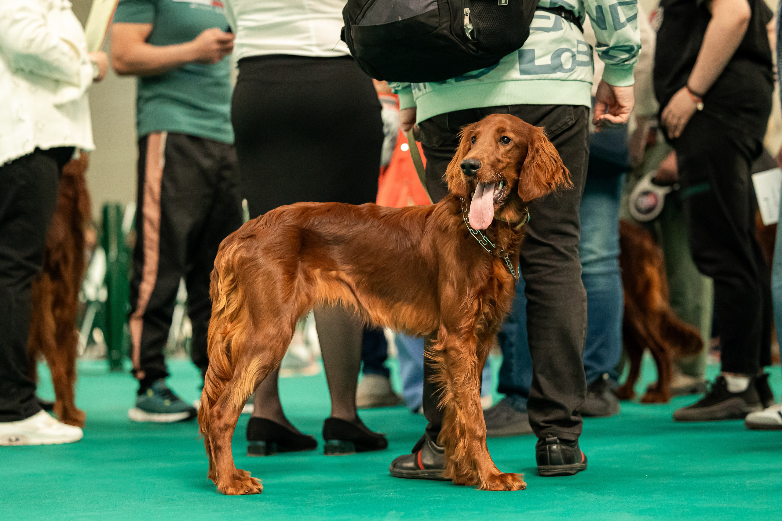 Выставка сеттеров 19.05.24