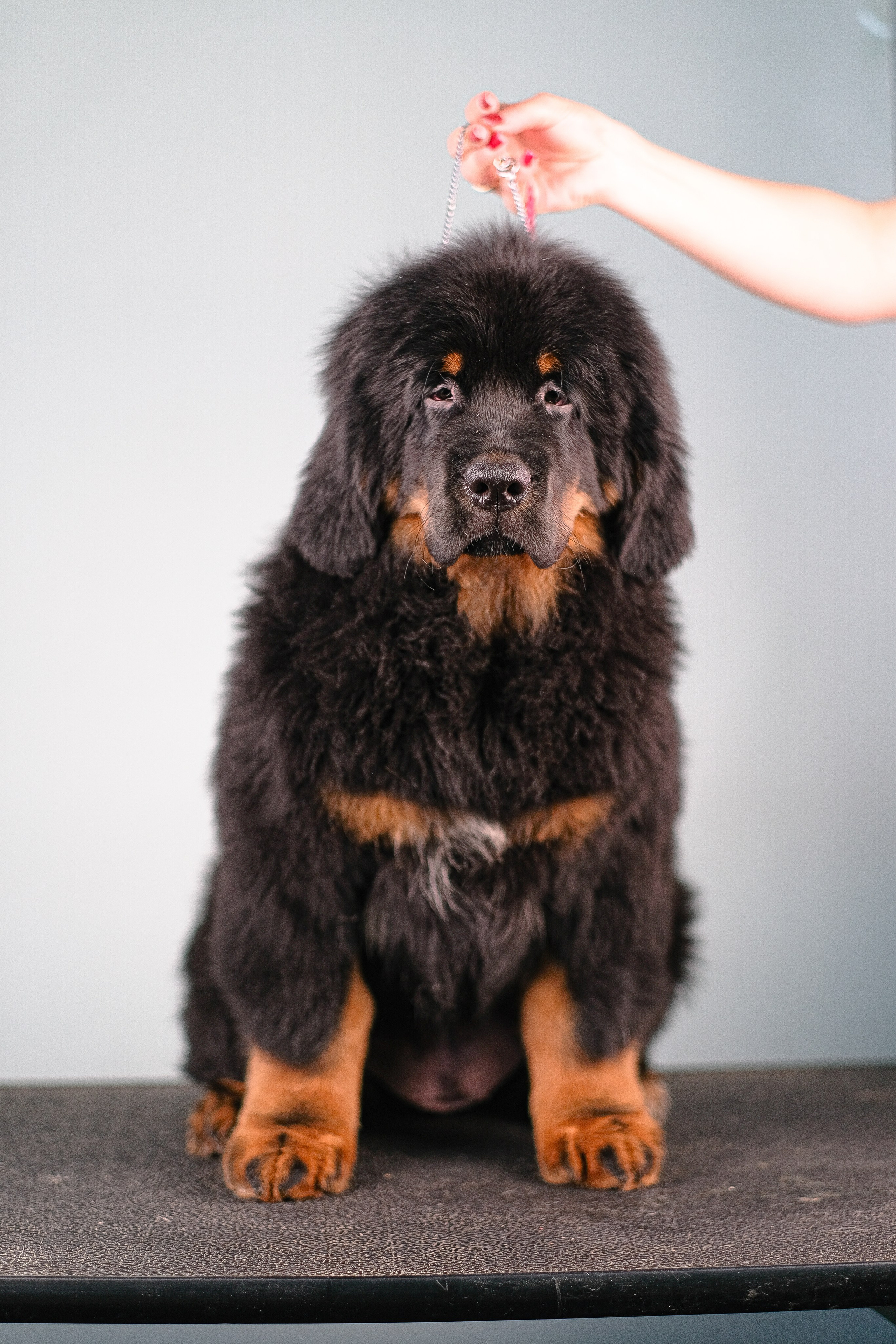 Тибетский мастиф. Фотограф и видеограф анималист Аганина Дарья