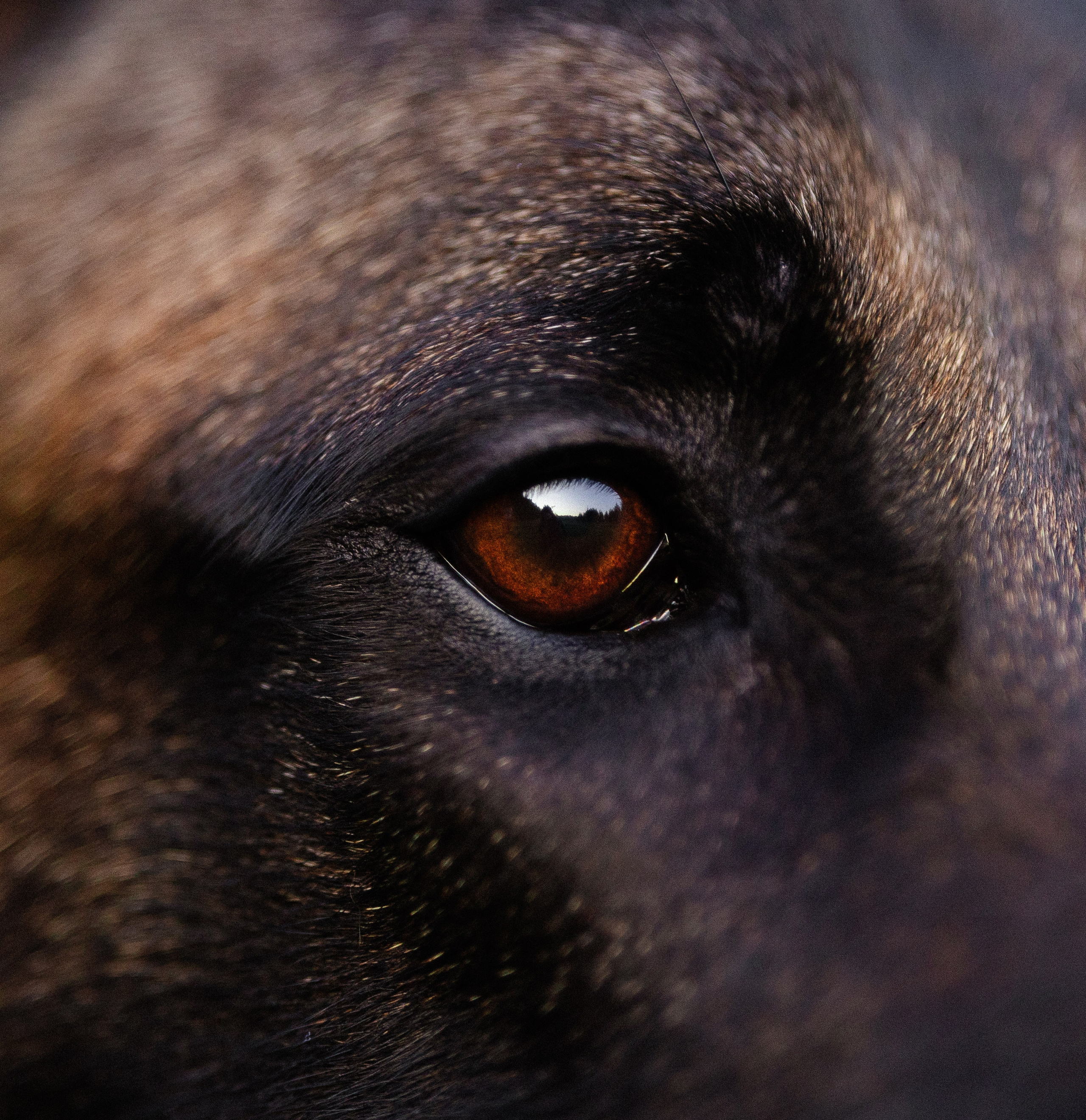 Галина и Кодекс. Фотограф и видеограф анималист Аганина Дарья