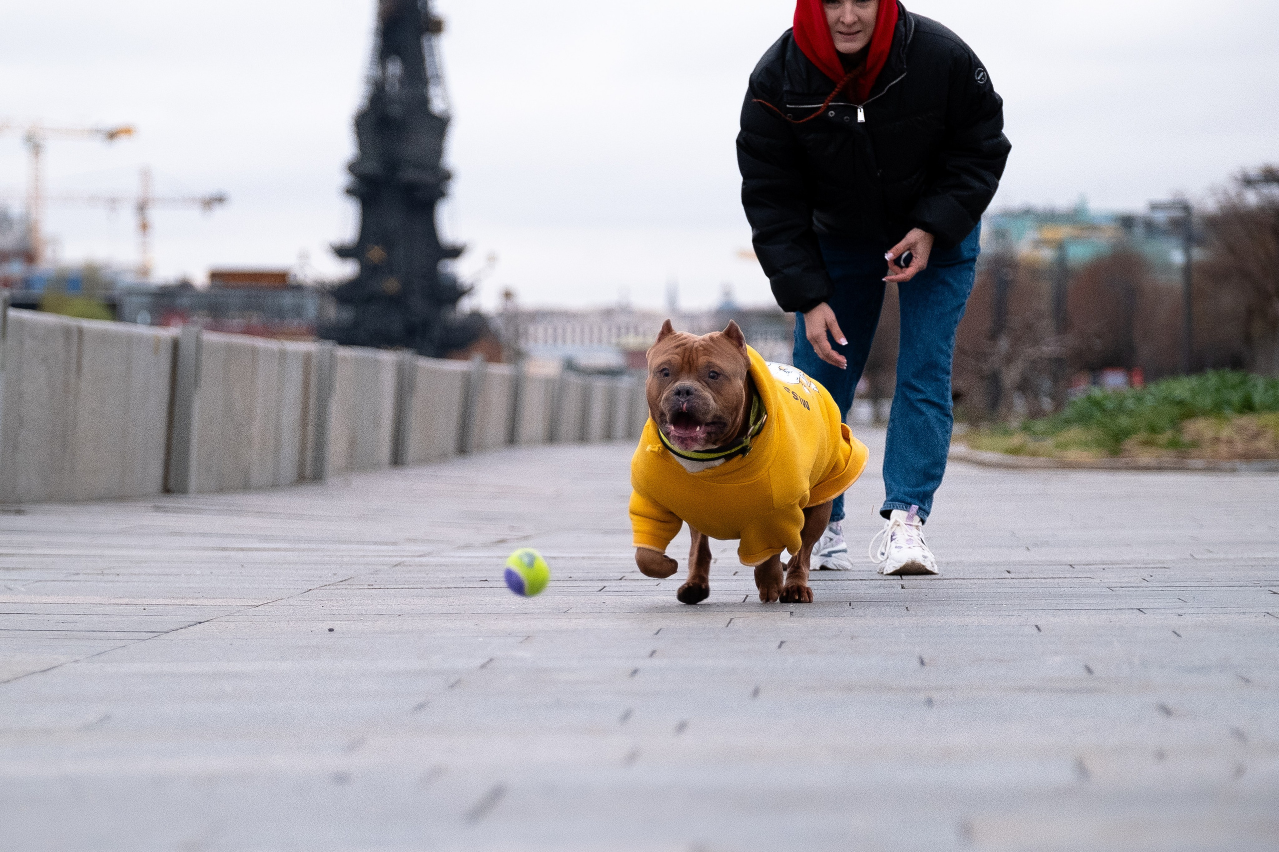 Спай и его семья. Фотограф и видеограф анималист Аганина Дарья